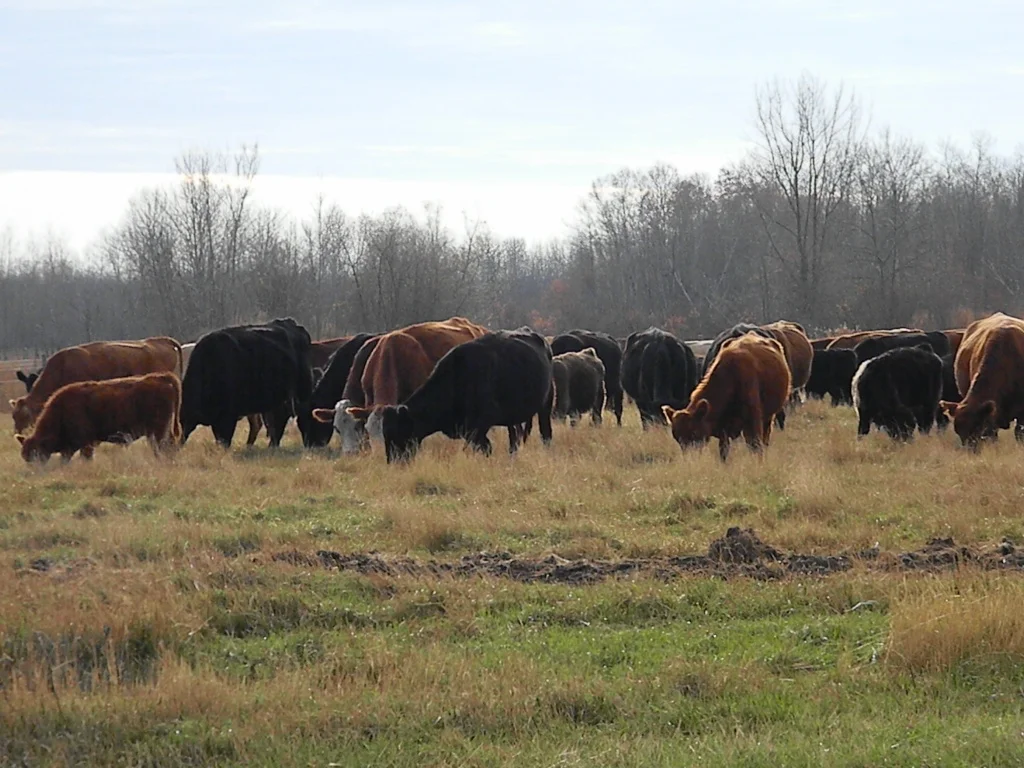 Fall roundup on Vita pastures