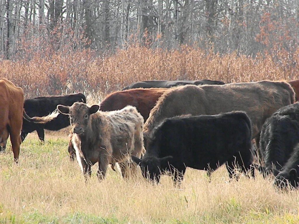 Fall roundup on Vita pastures