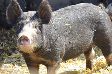 BERKSHIRE HERITAGE BREED, NATURALLY RAISED.