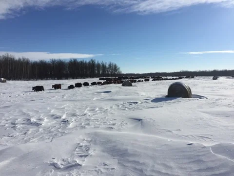 Bale grazing!