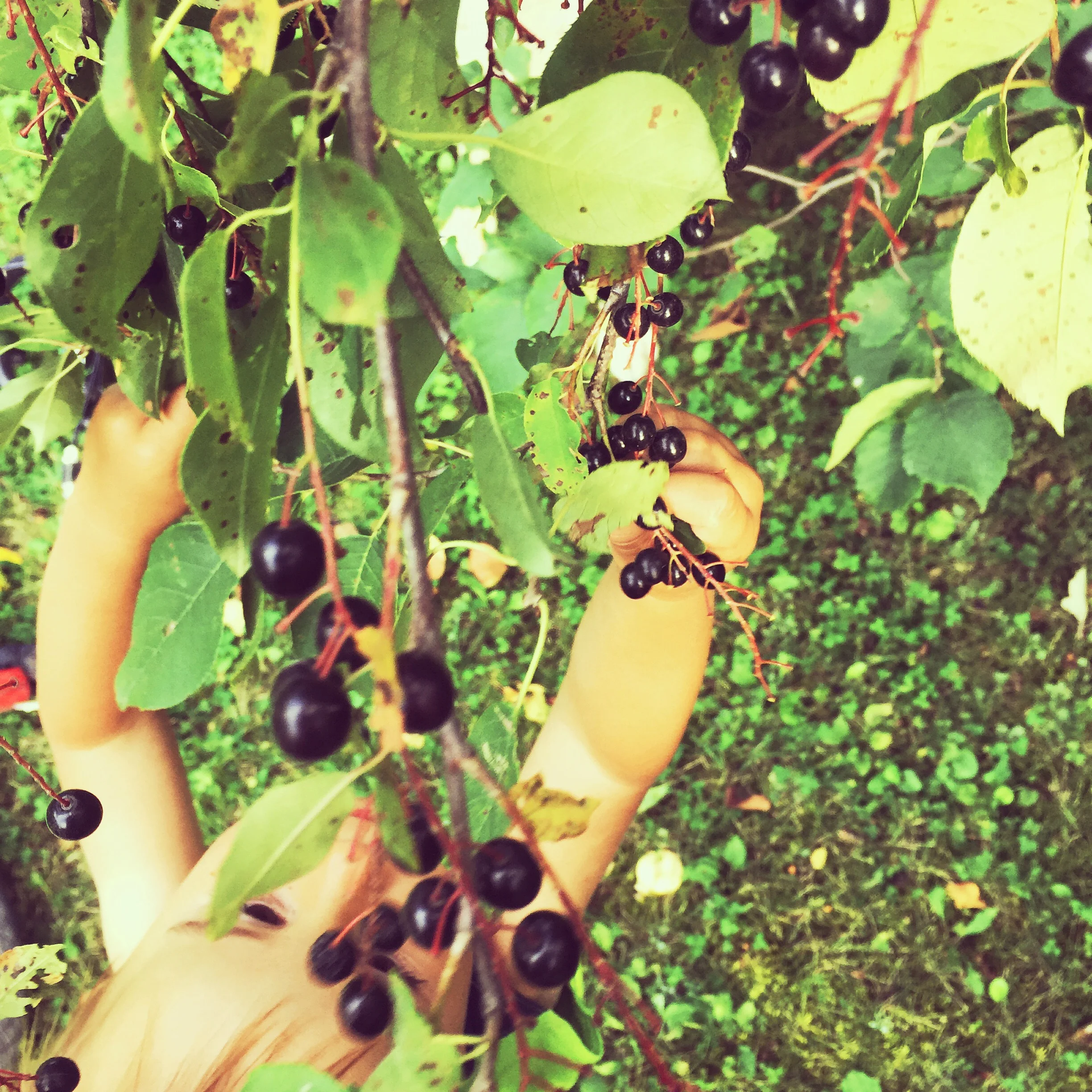  Reaching high for choke cherries! 