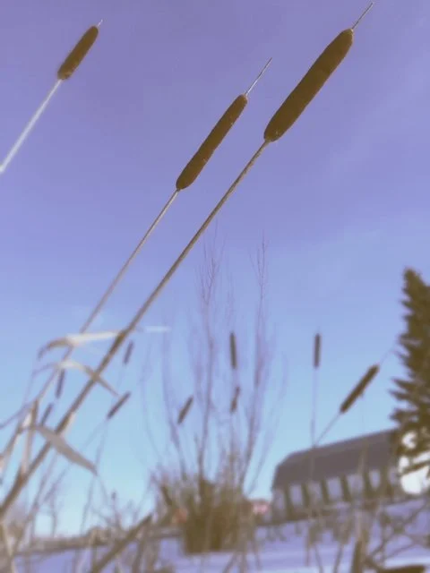 Marché St Norbert Farmers' Market 