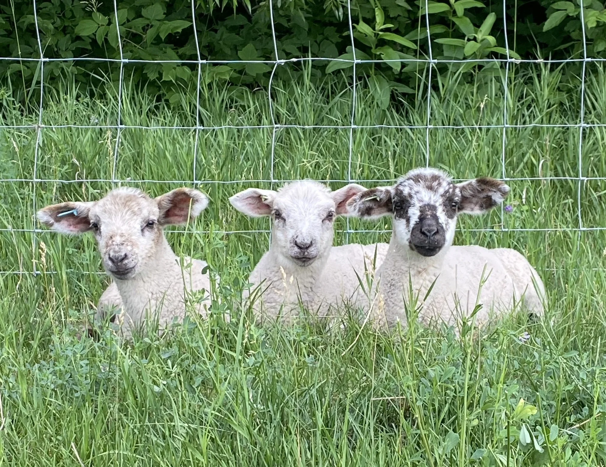 Marché St Norbert Farmers' Market 