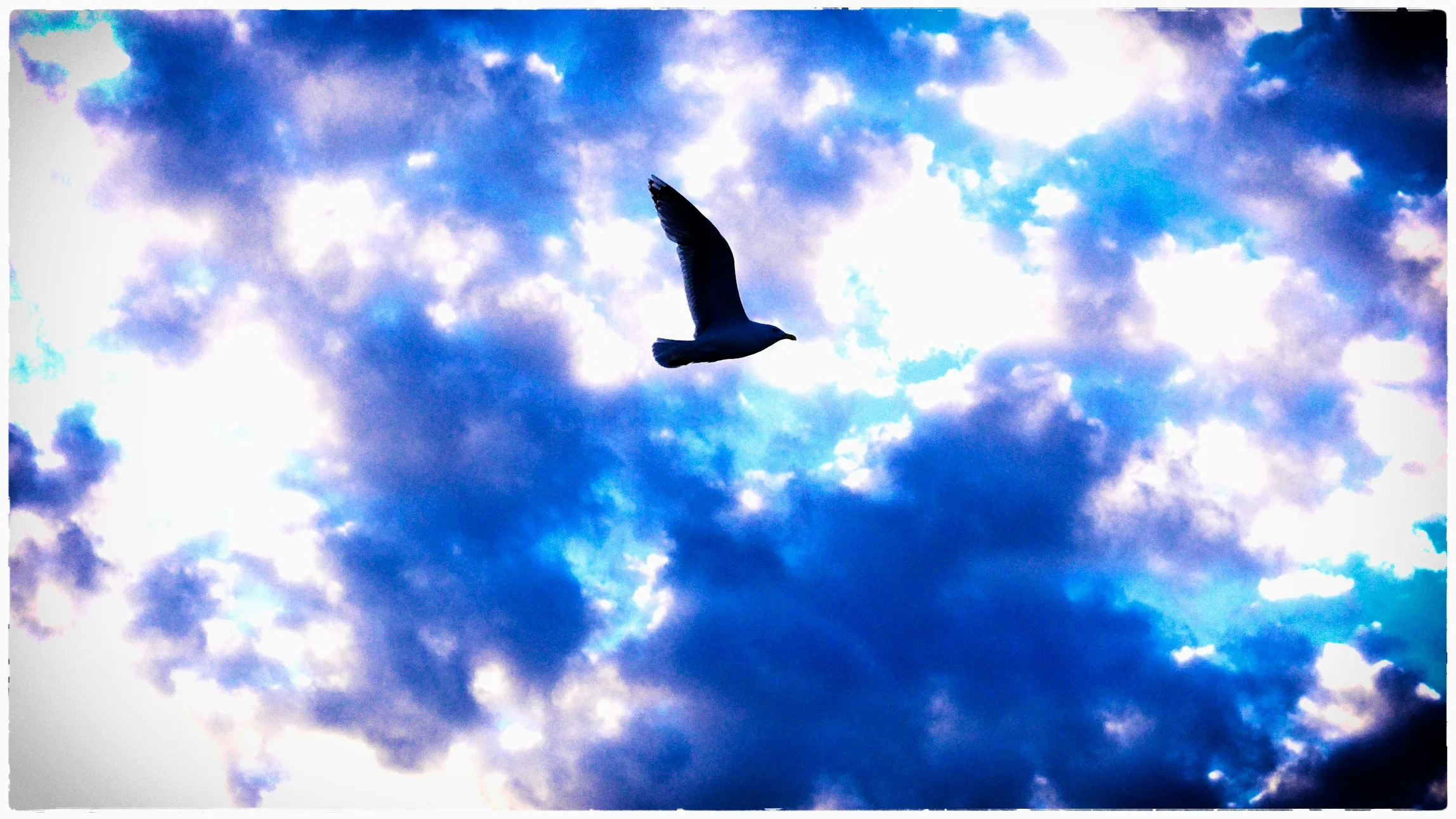 bird.jpg