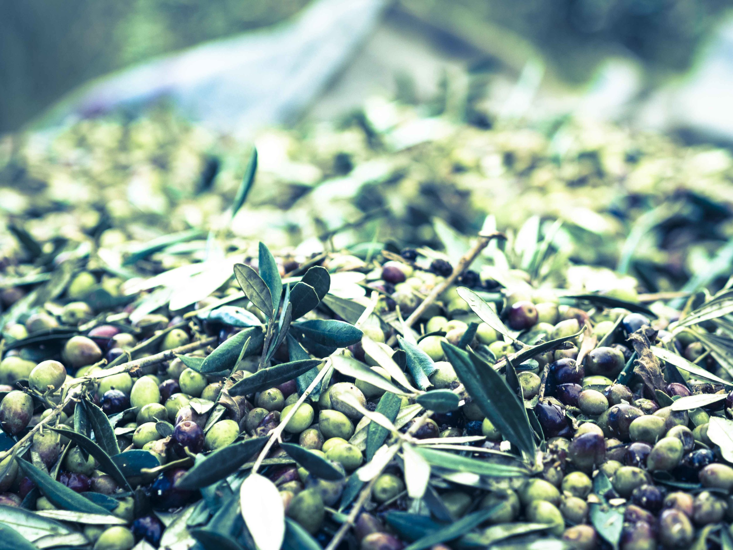 Olives from Kastro-3.jpg
