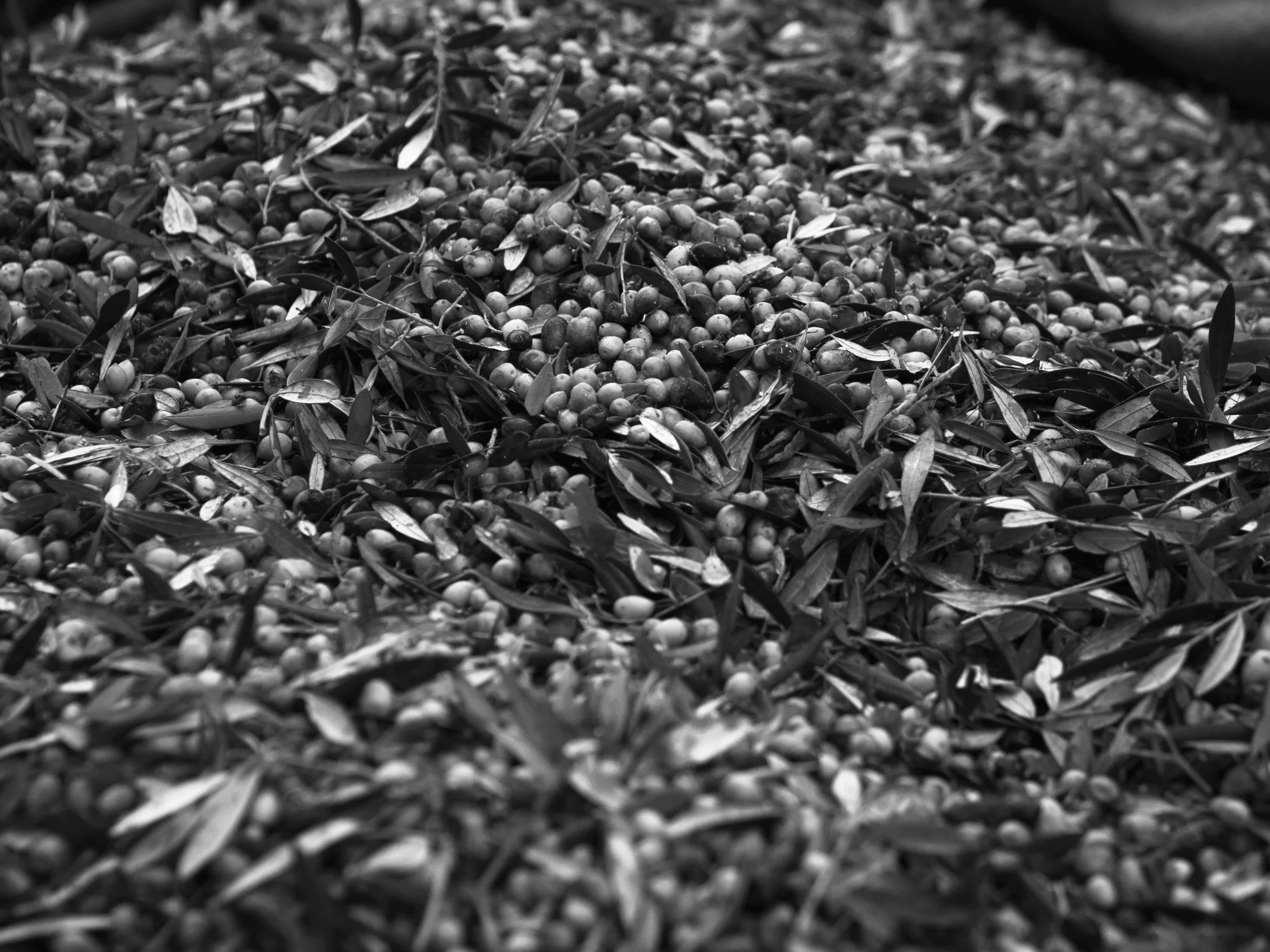 Olives from Kastro.jpg