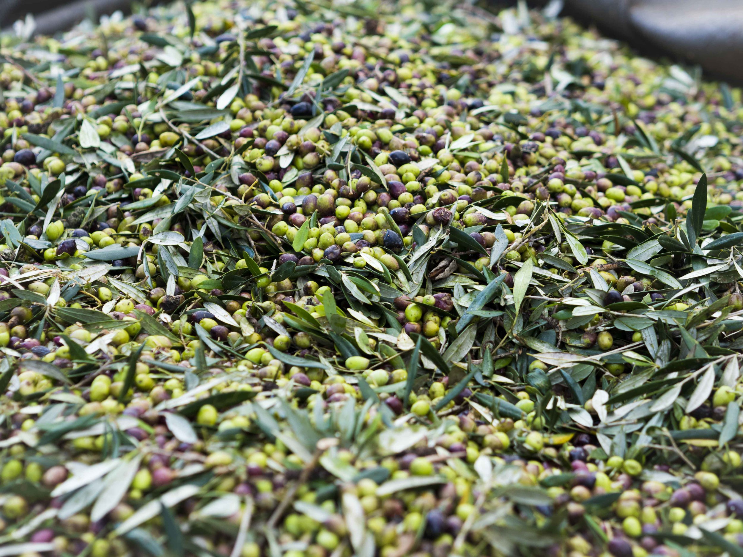 Olives from Kastro-2.jpg