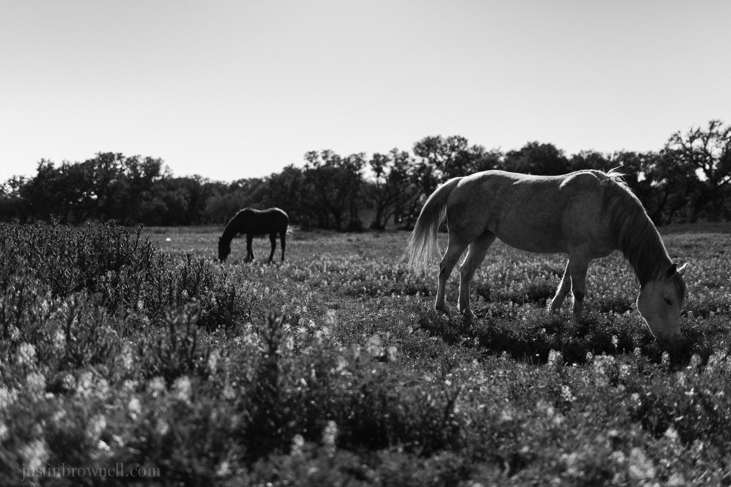 _MG_9647.jpg