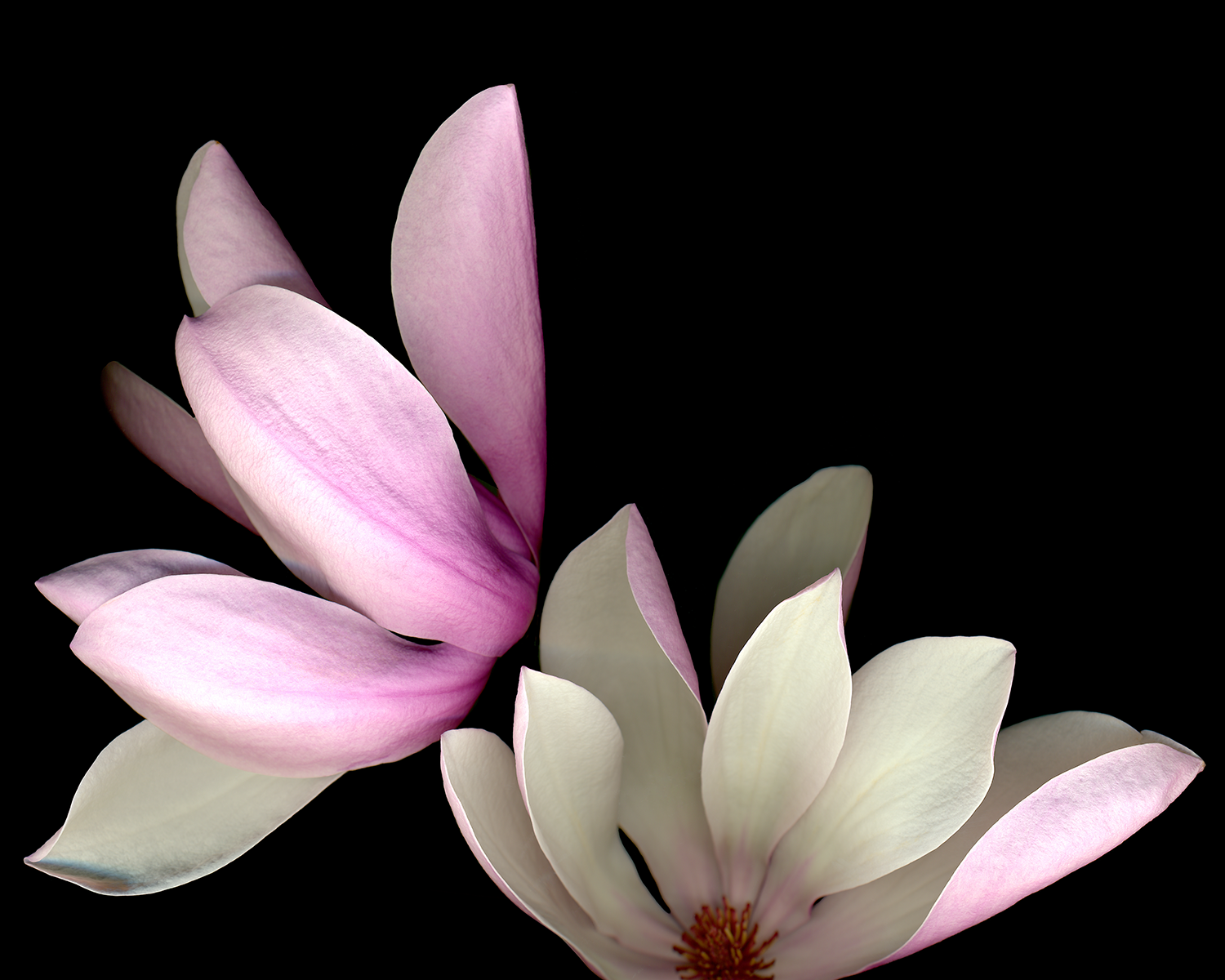 Easter Magnolias, 2011
