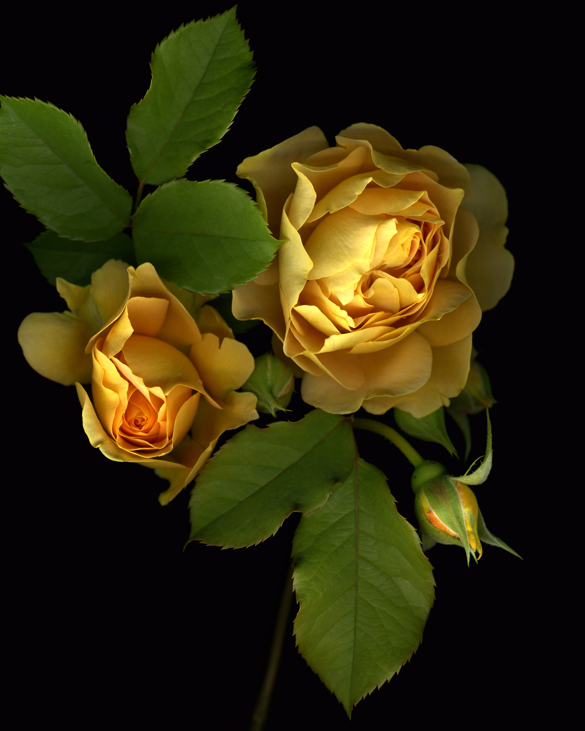 Yellow Roses, 2009
