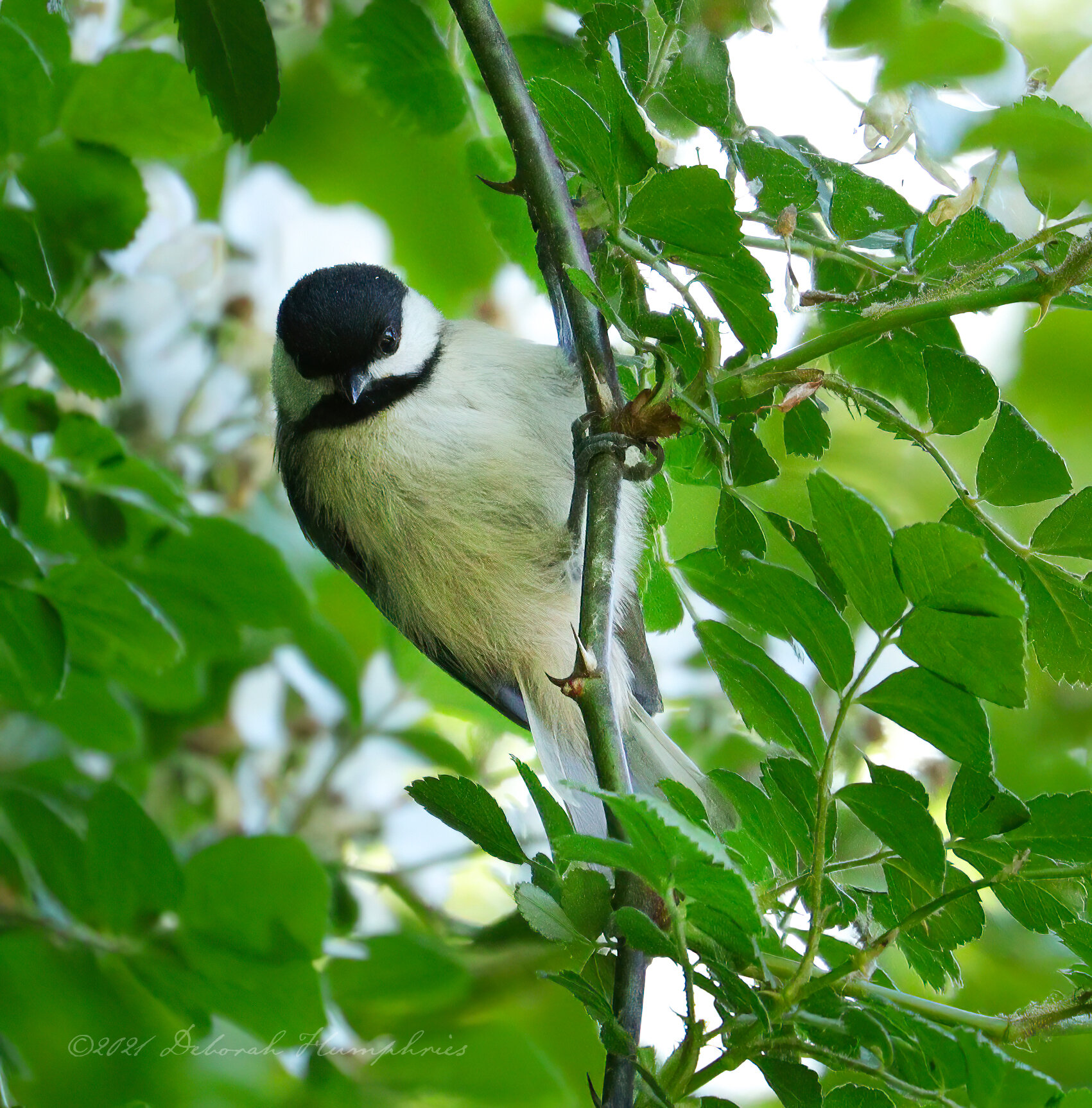 Carolina Chickadee