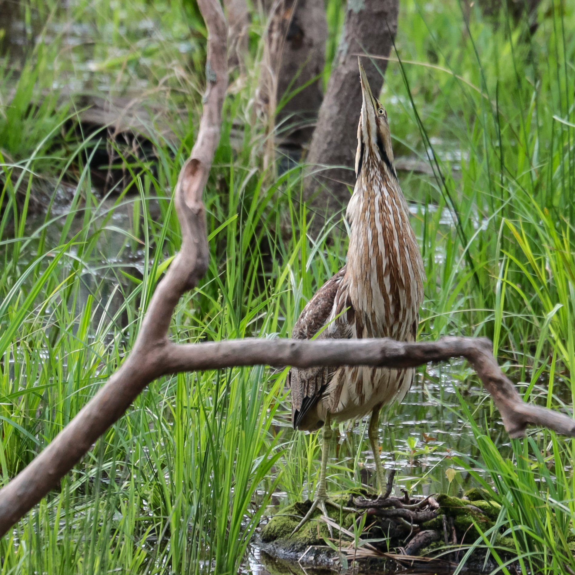 American Bittern