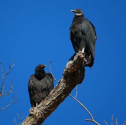 Black Vulture pair