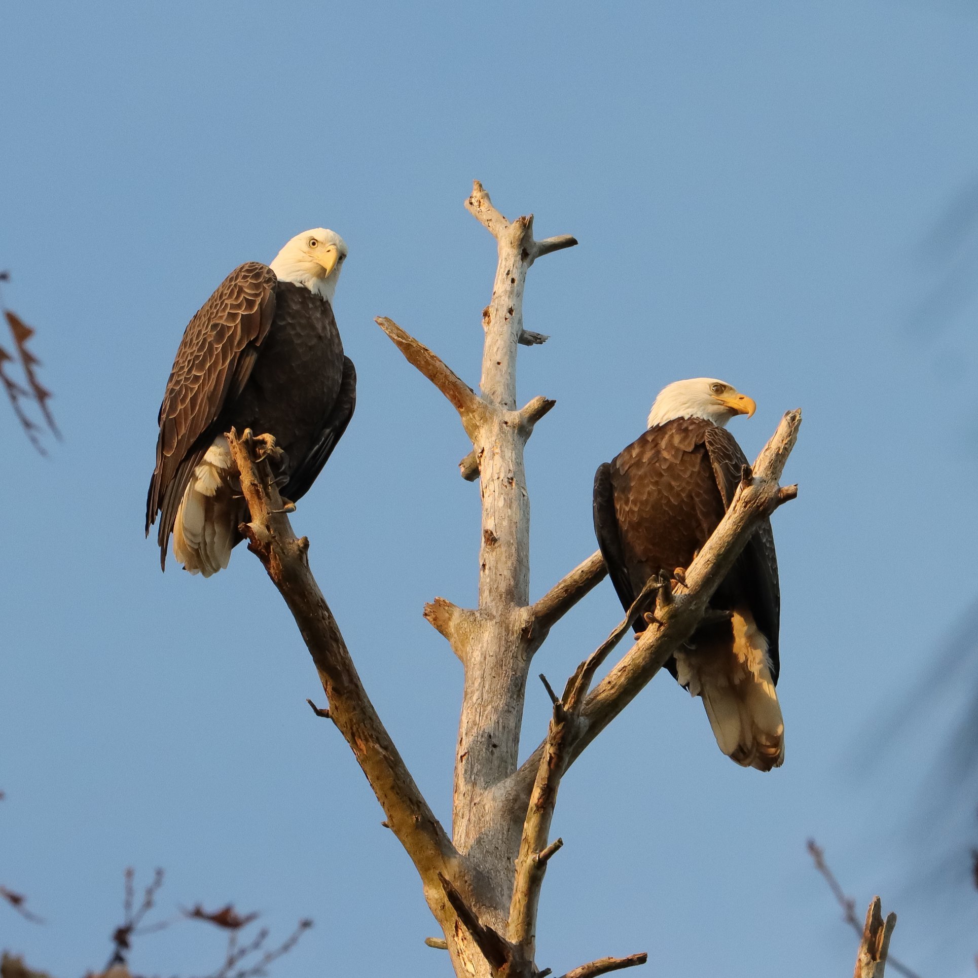 American Bald Eagle pair