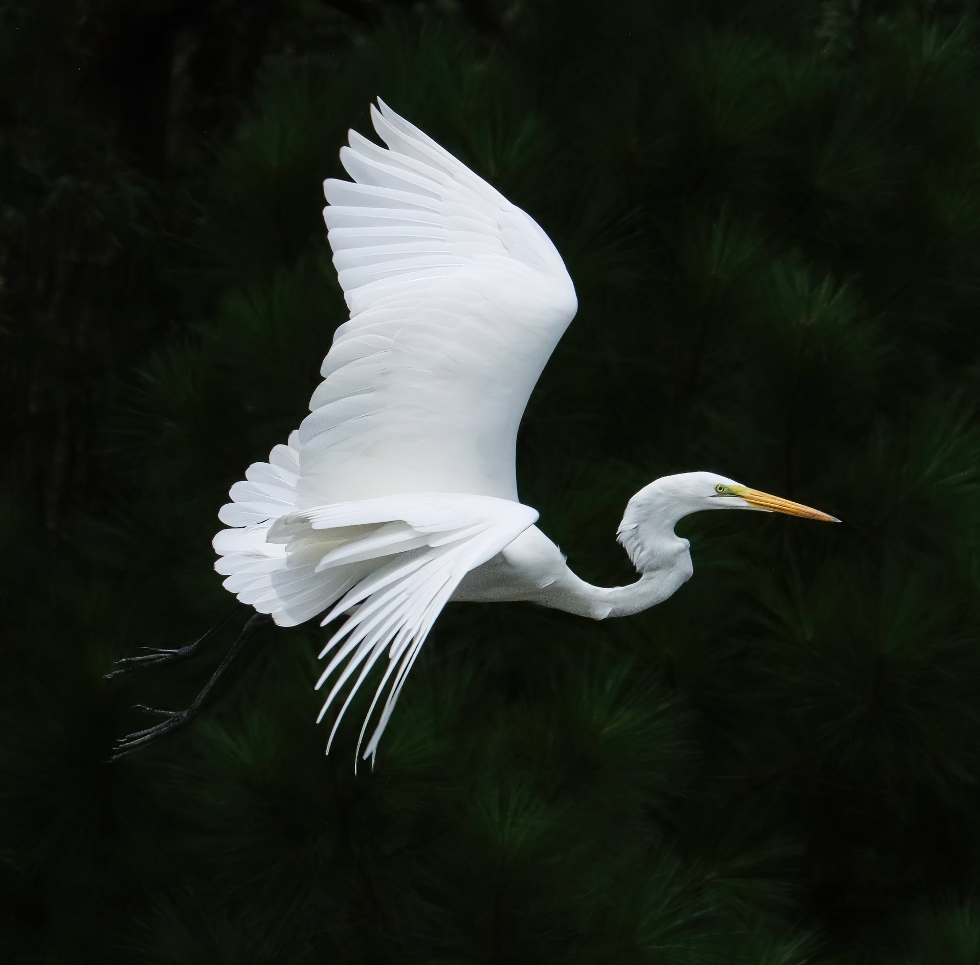 Great Egret