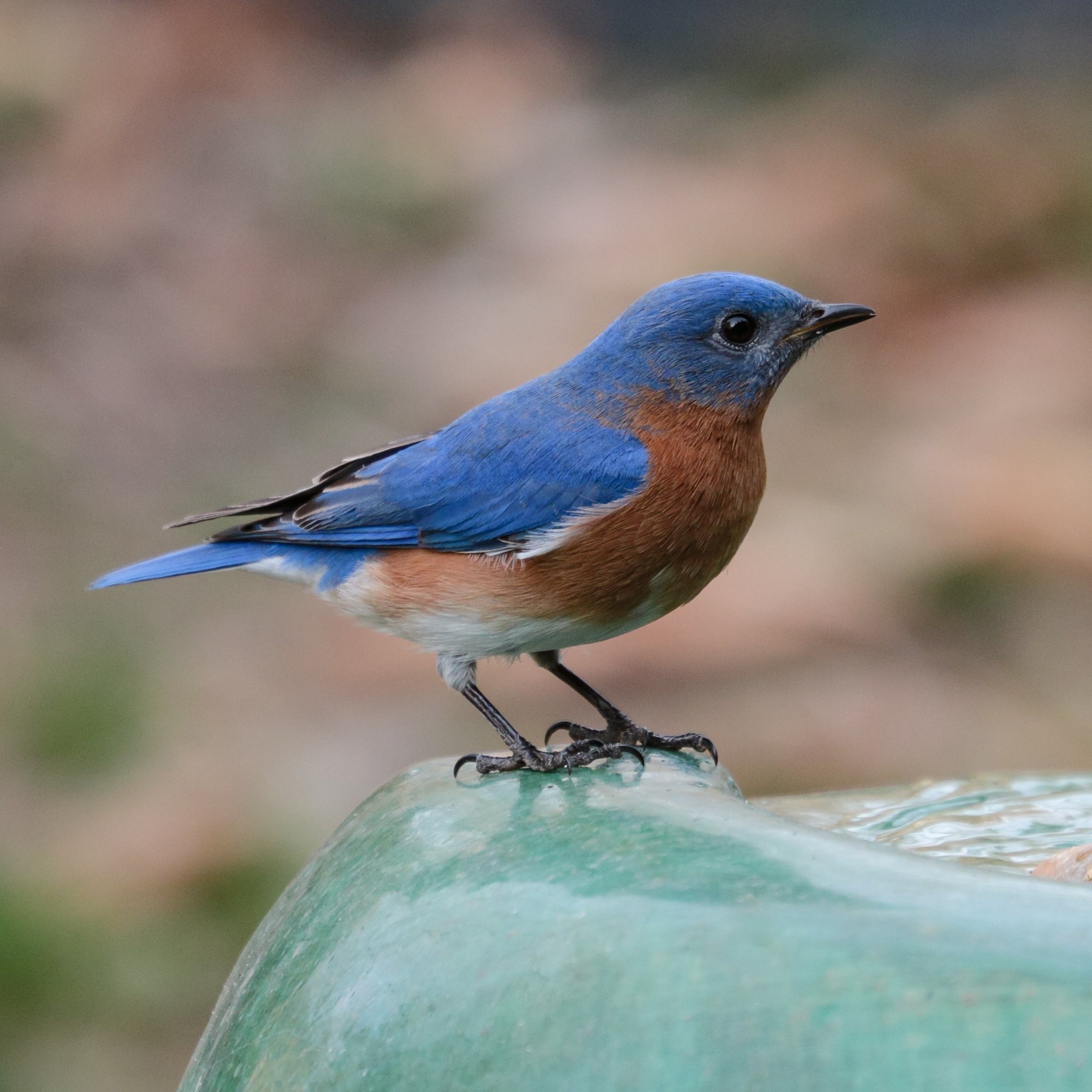 Eastern Bluebird