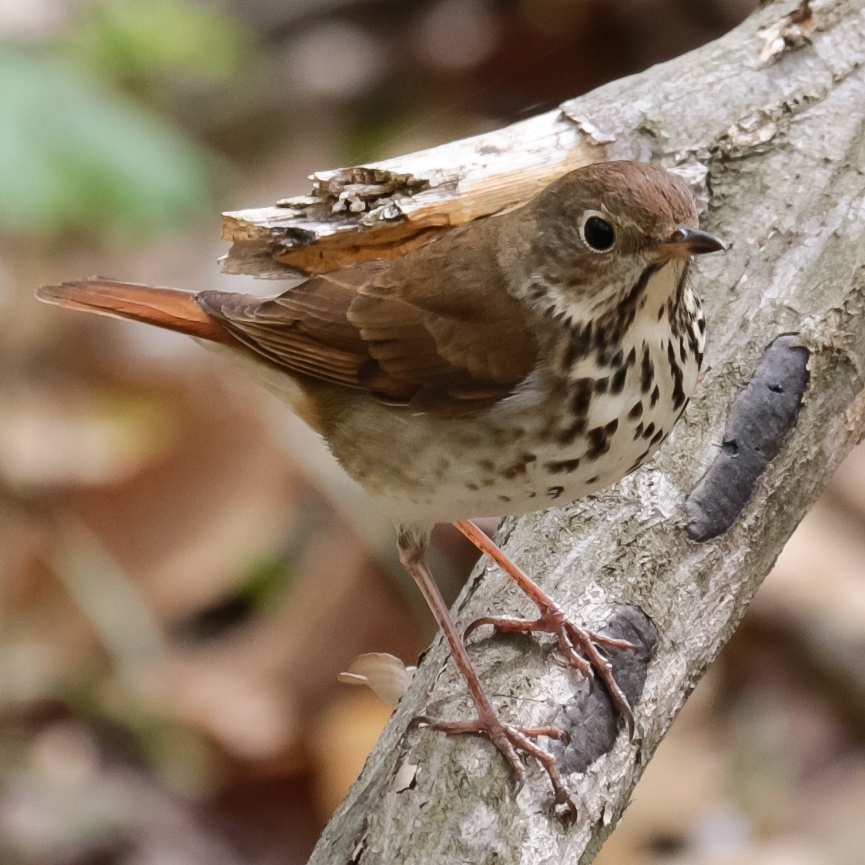 Hermit Thrush