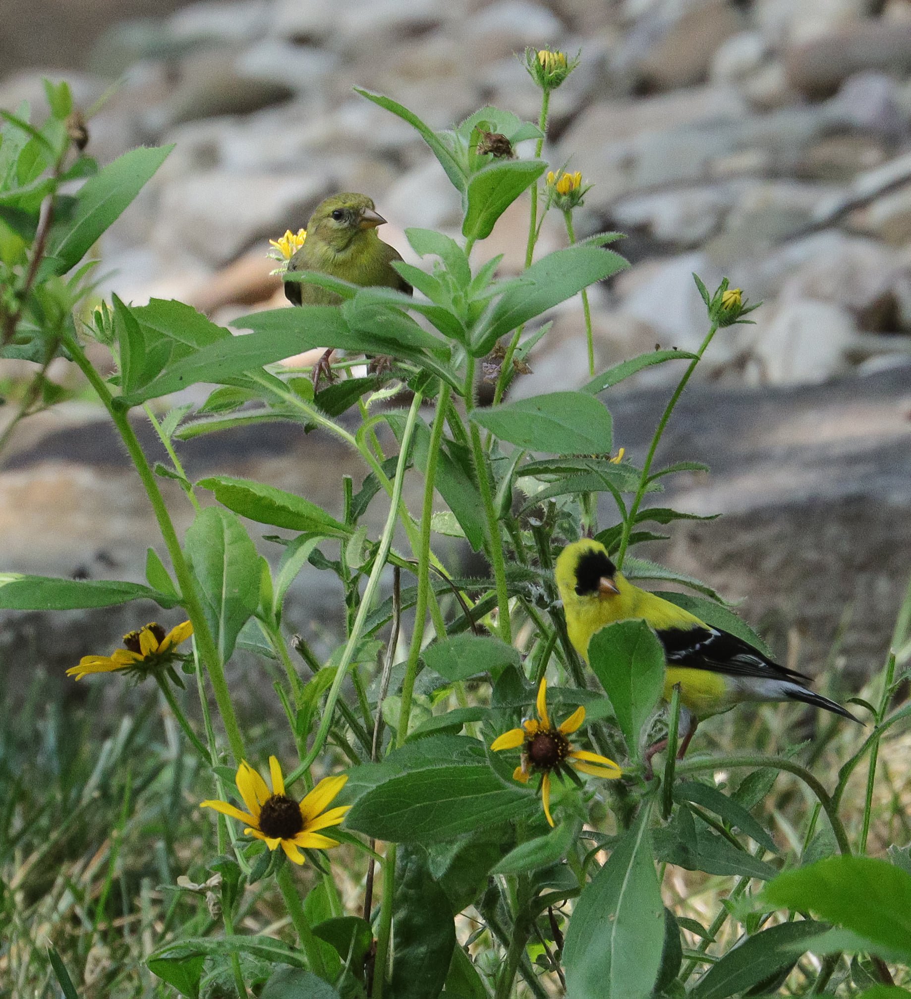American Goldfinch family