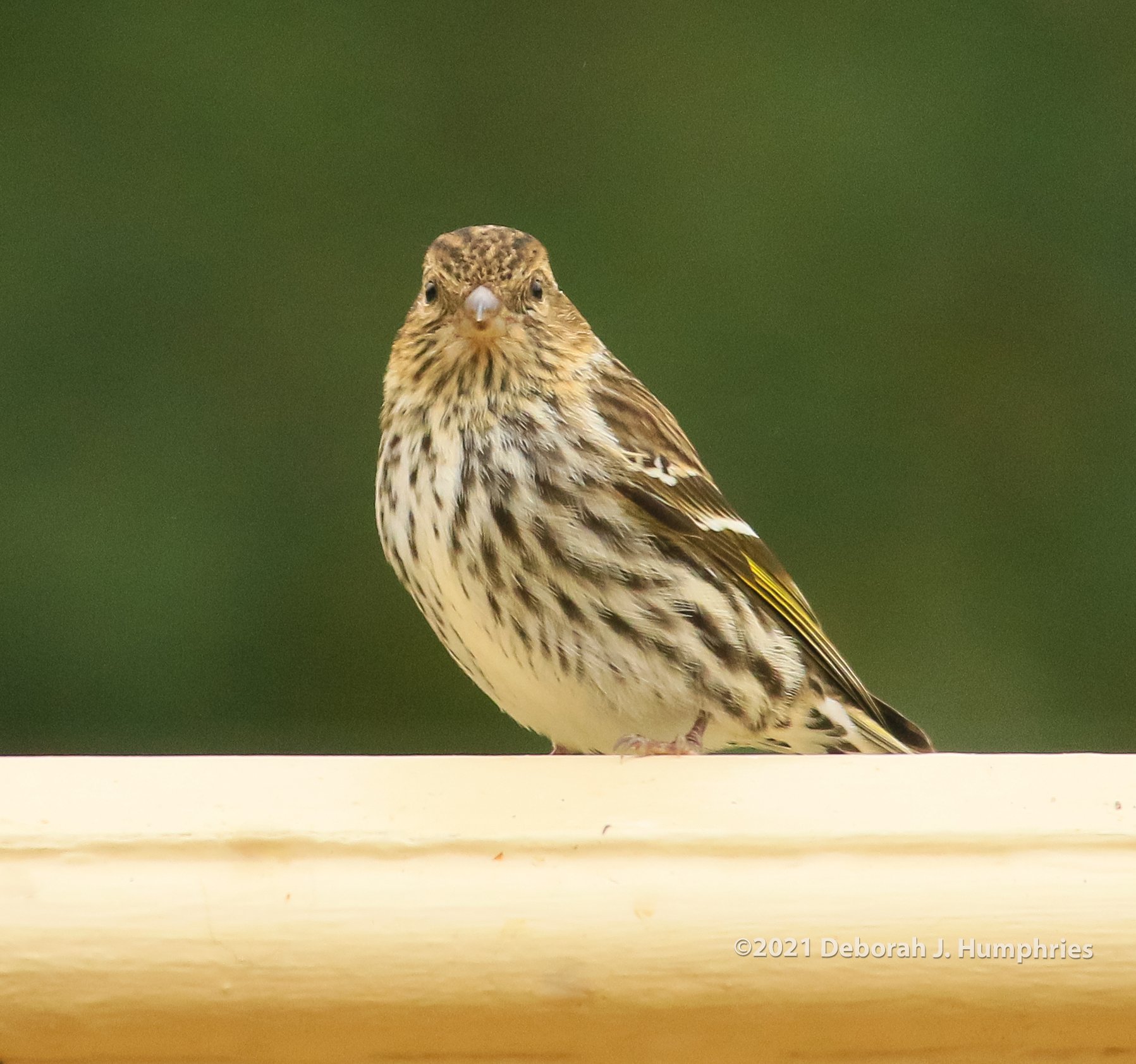 Pine Siskin