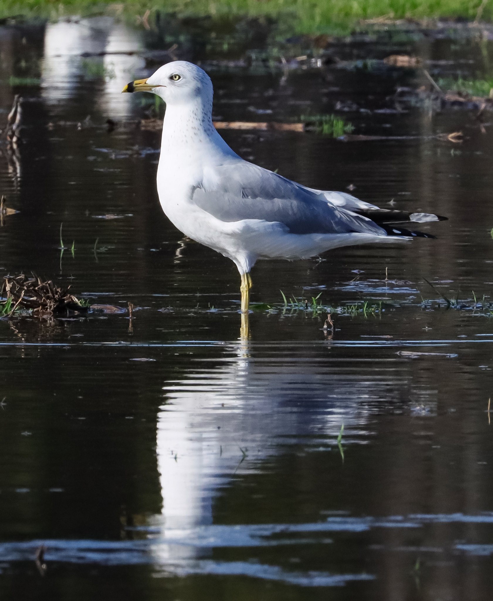 Ring-billed Gull