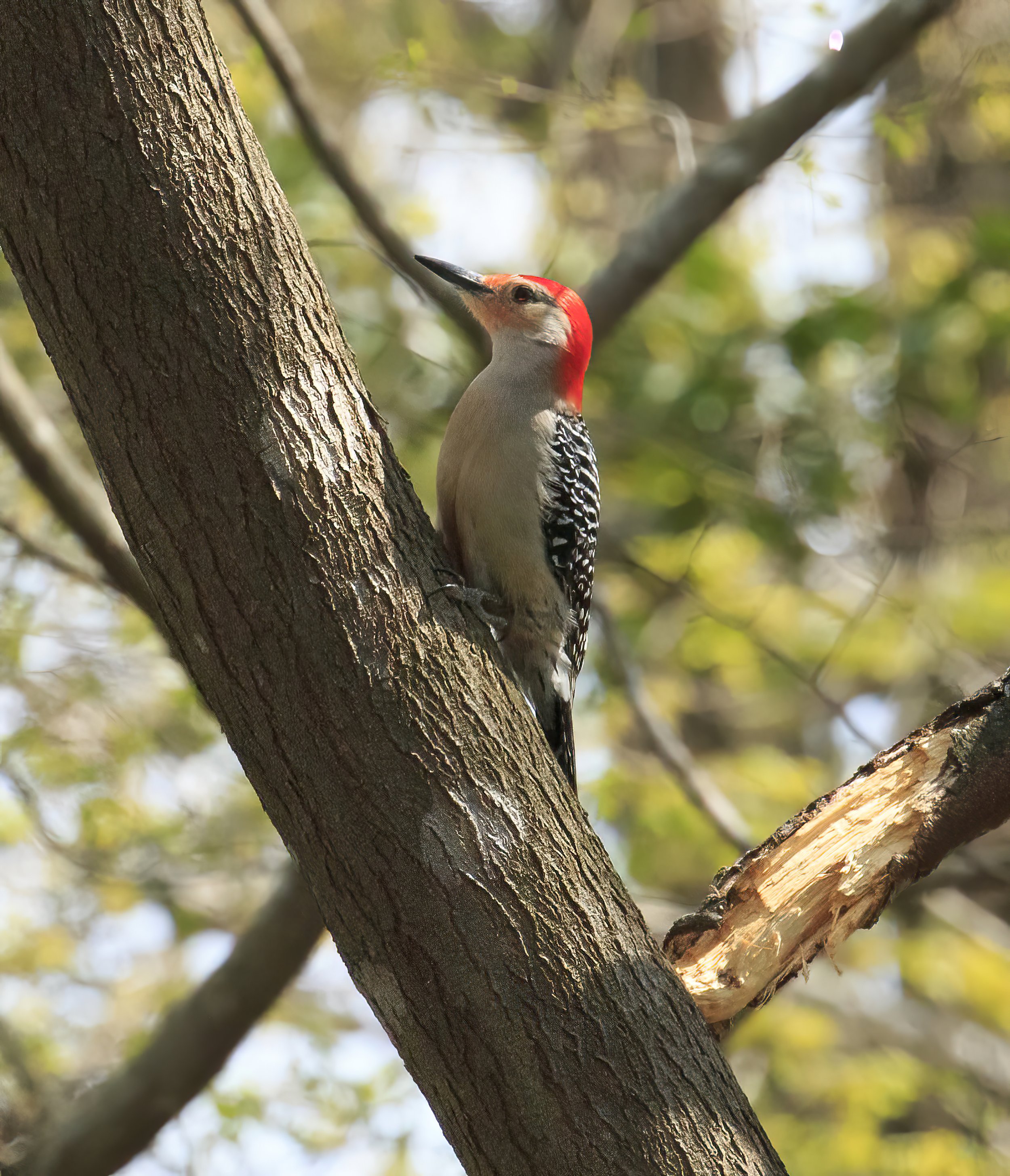 Red-bellied Woodpecker