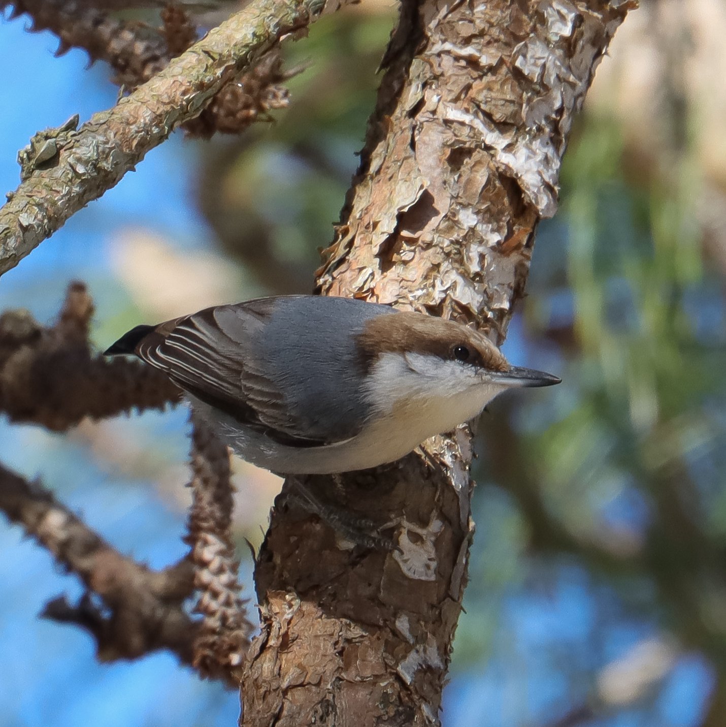  Brown-headed Nuthatch