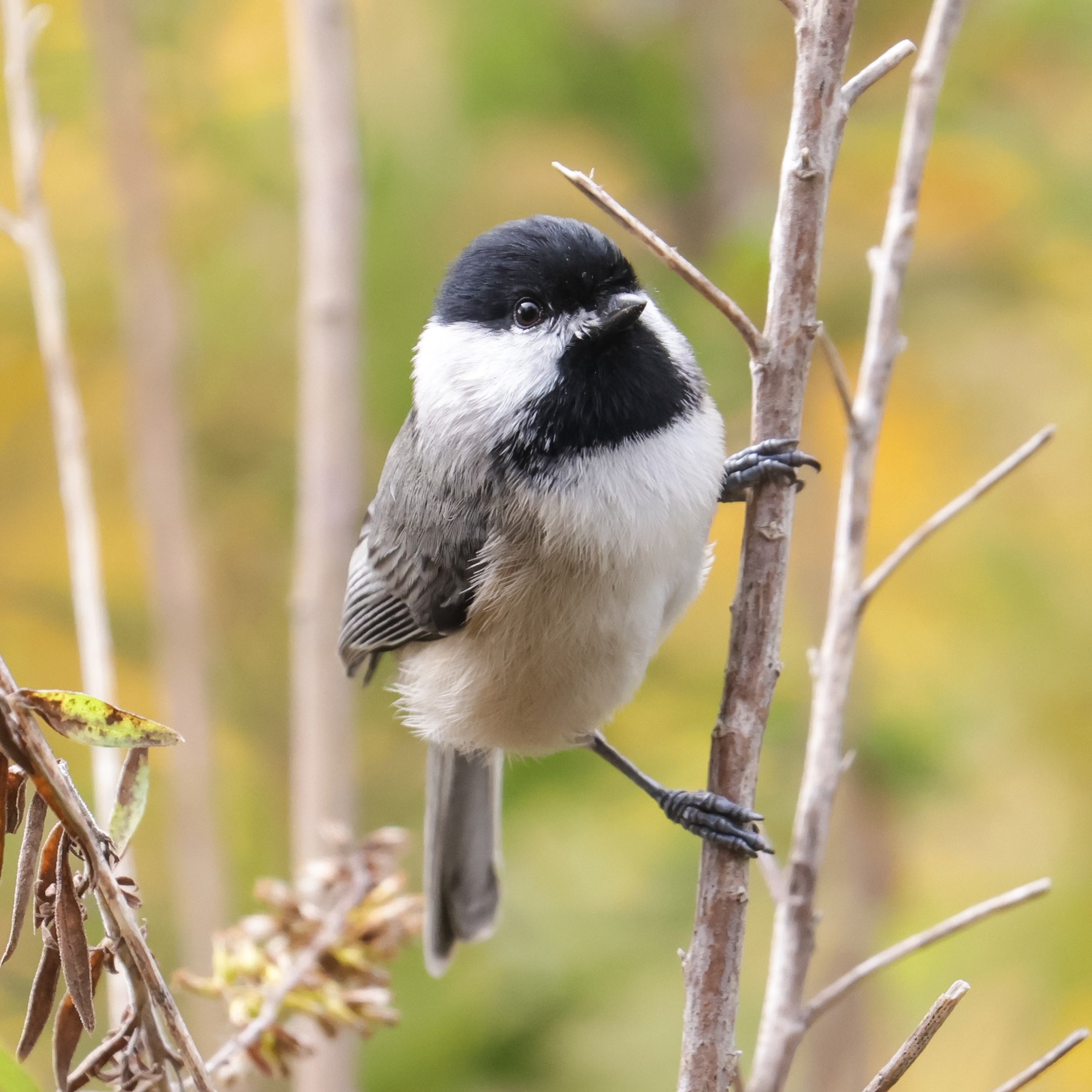 Carolina Chickadee