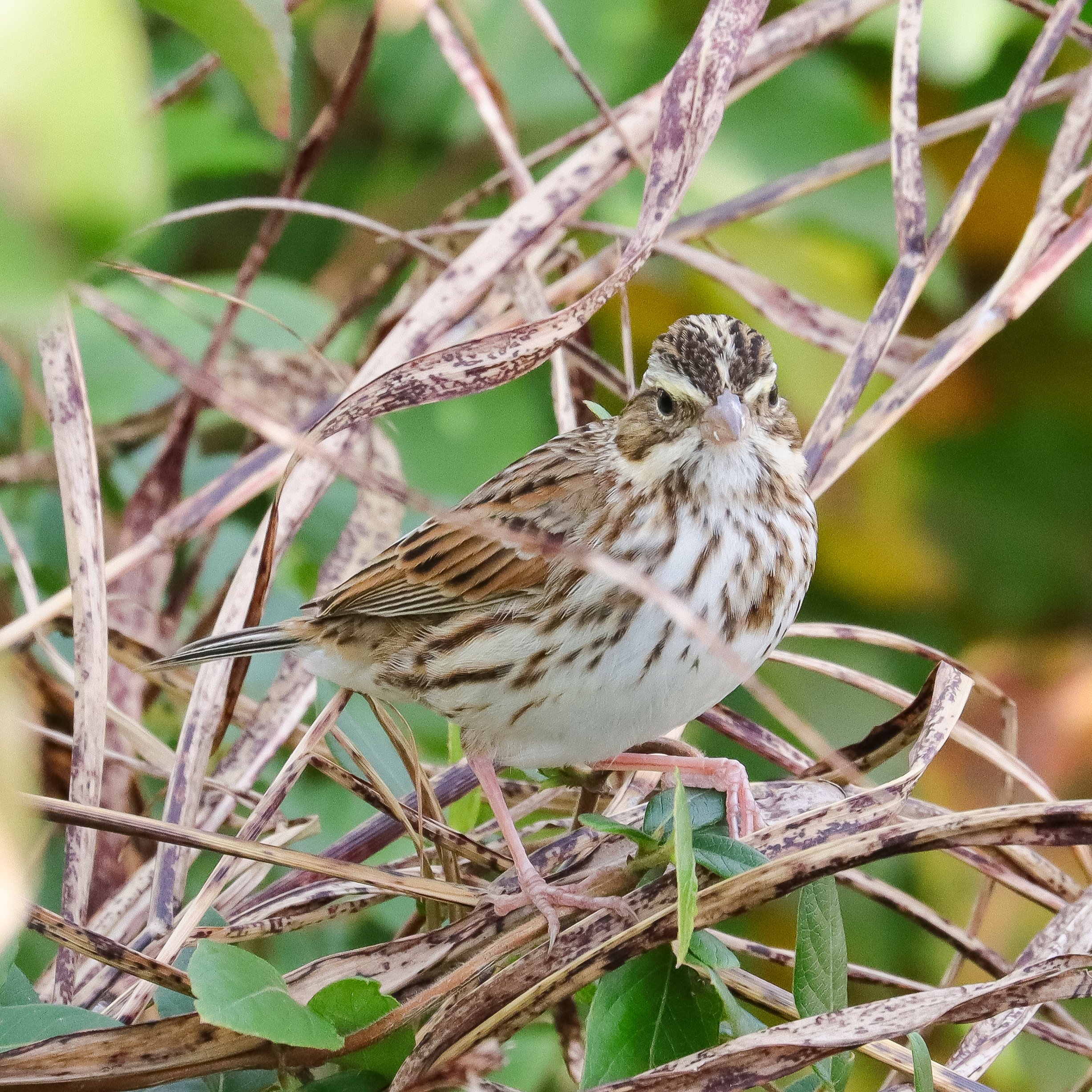 Savannah Sparrow