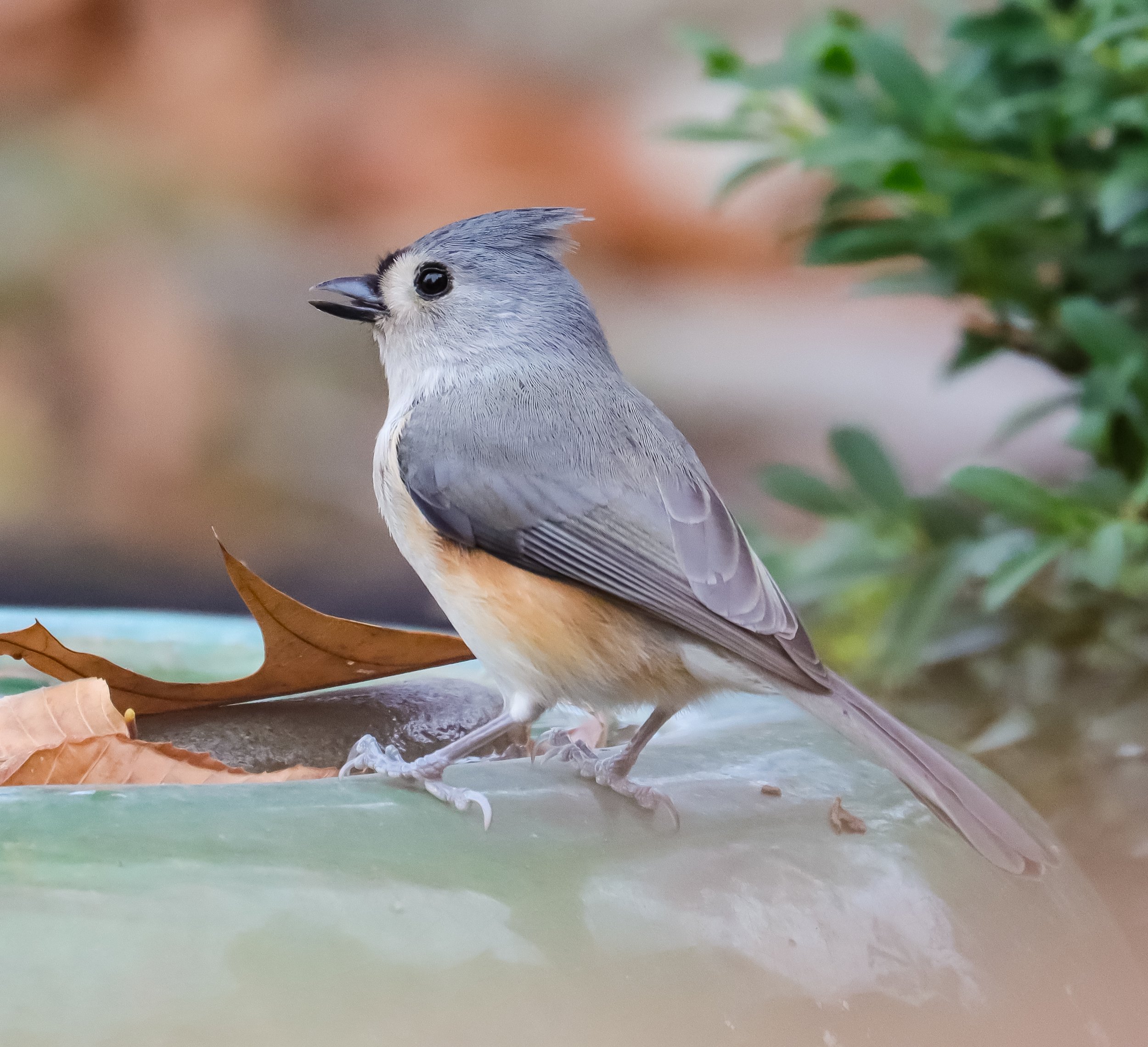 Tufted Titmouse