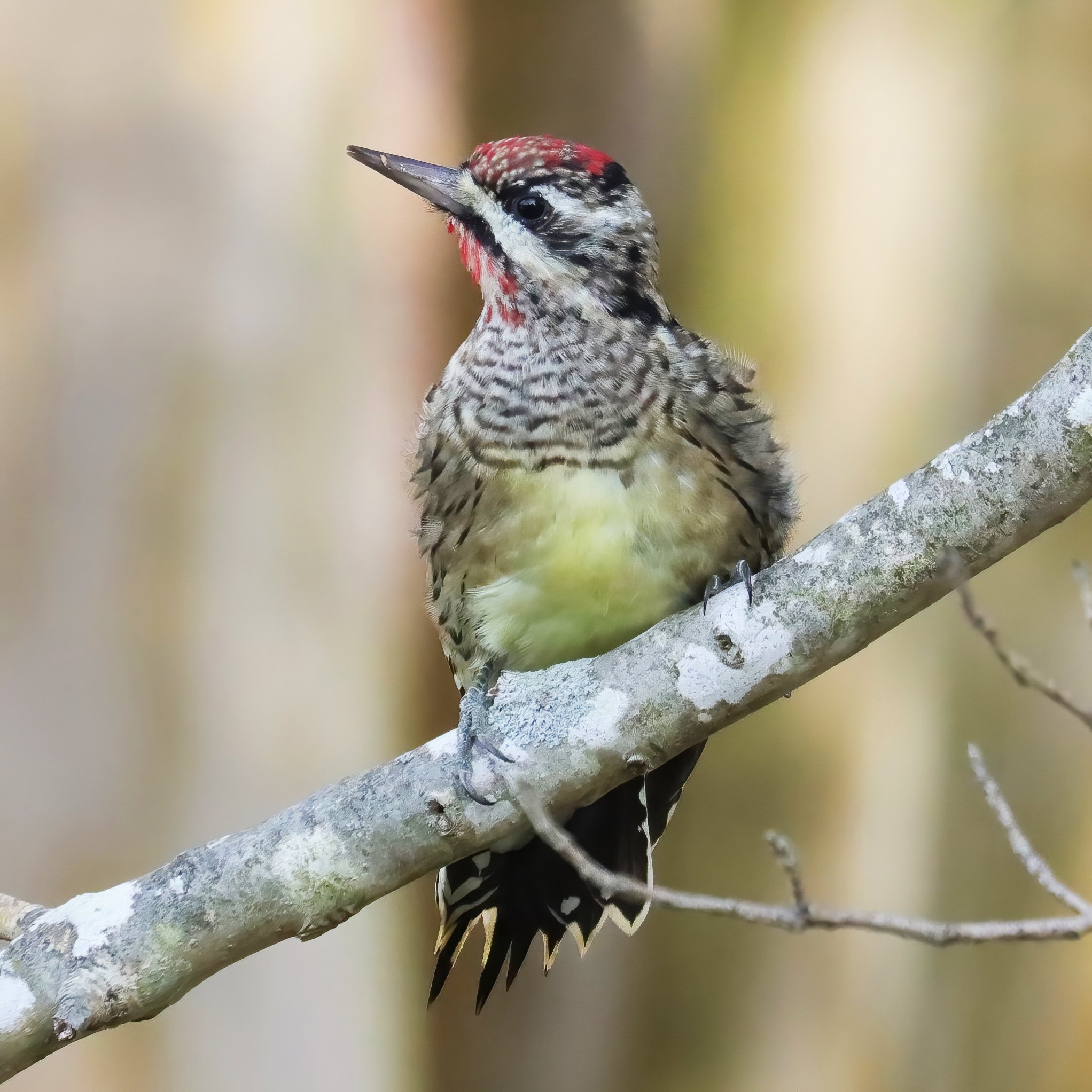 Yellow-bellied Sapsucker