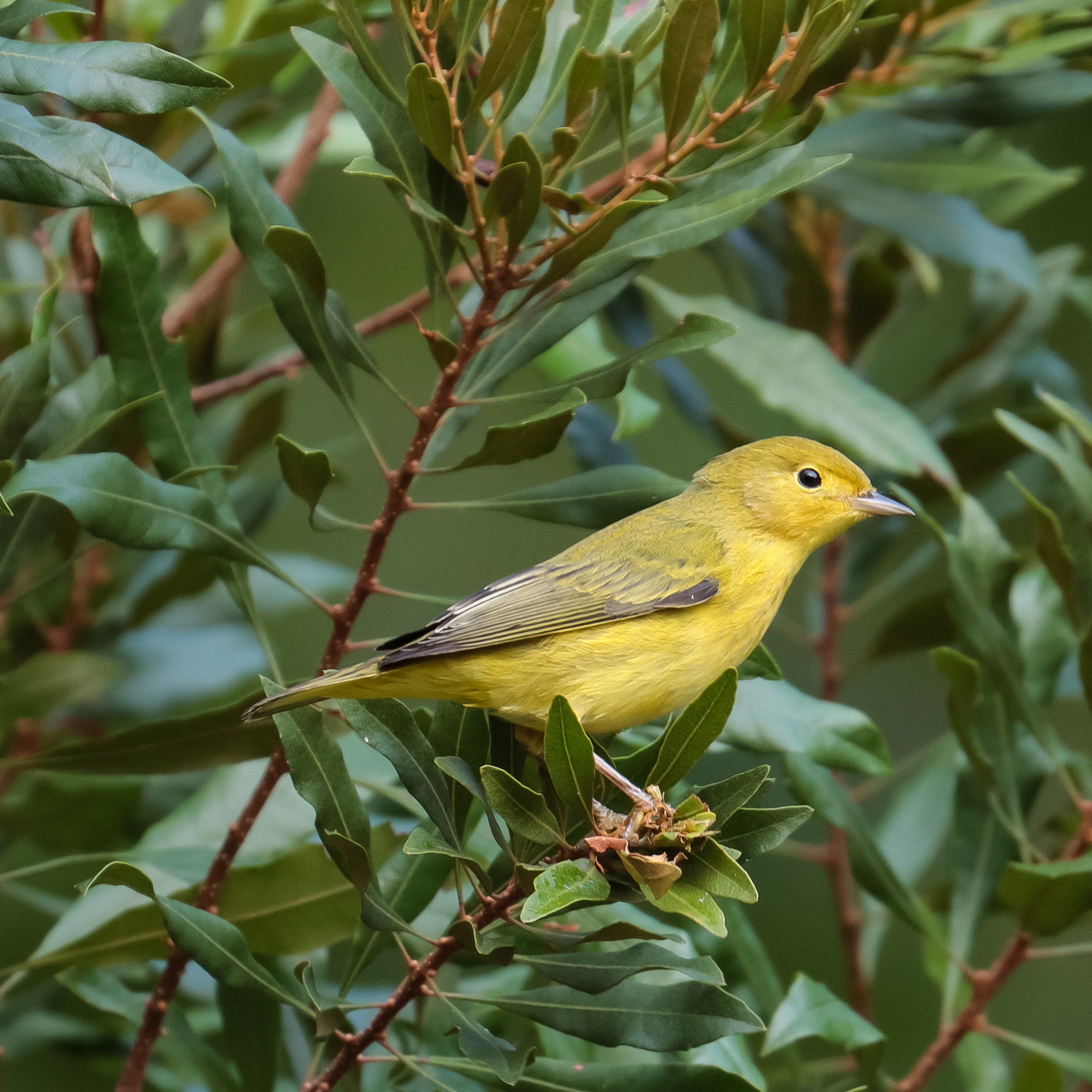 Yellow Warbler