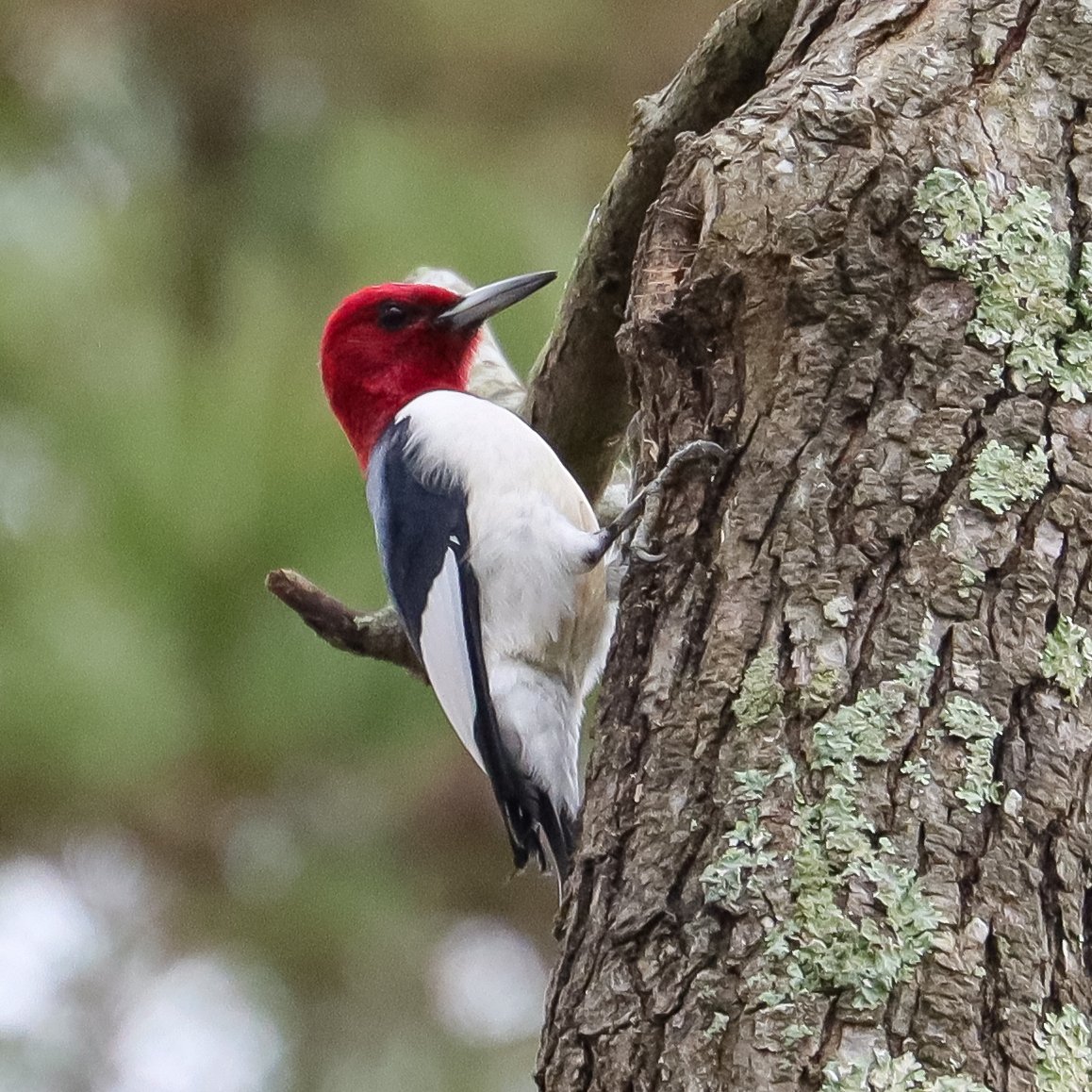 Red-headed Woodpecker