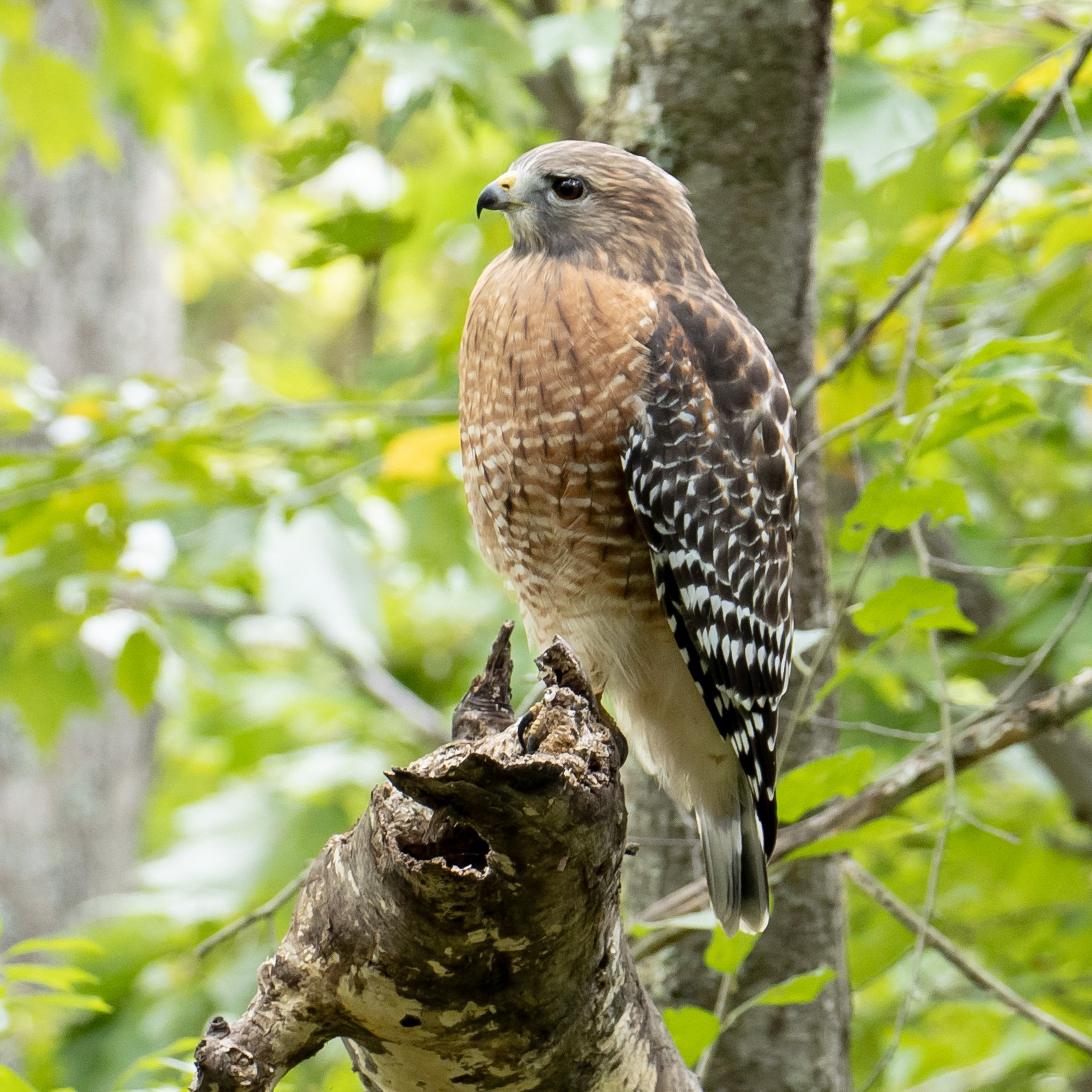 Red-shouldered Hawk