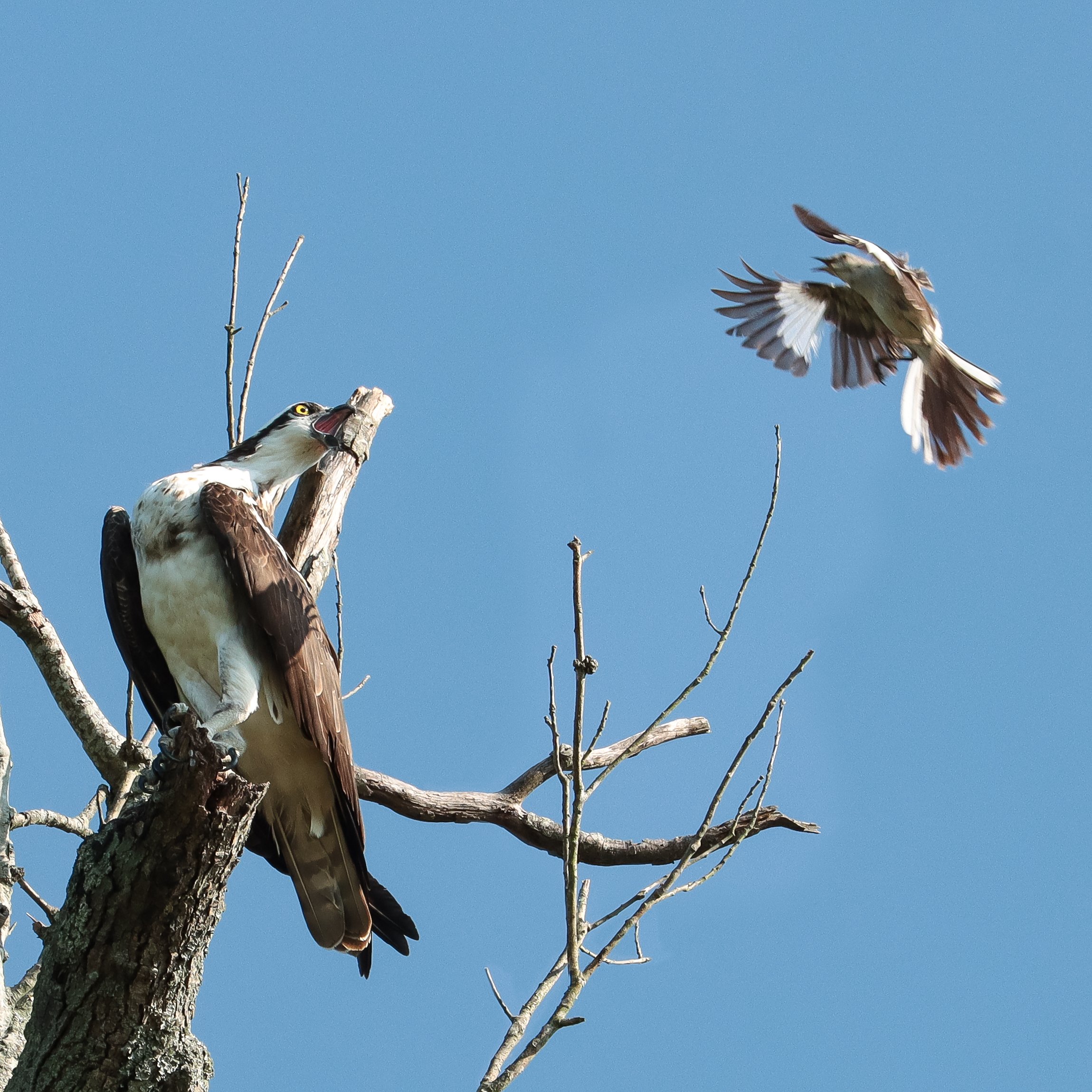 Osprey and mockingbird