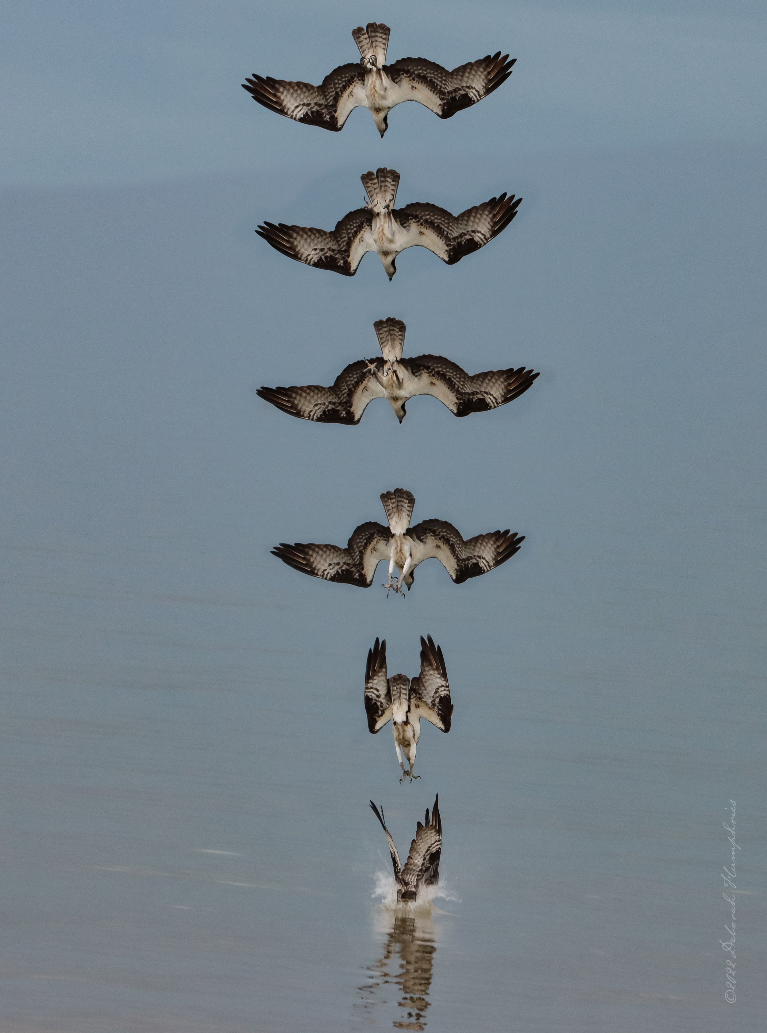 Osprey dive sequence