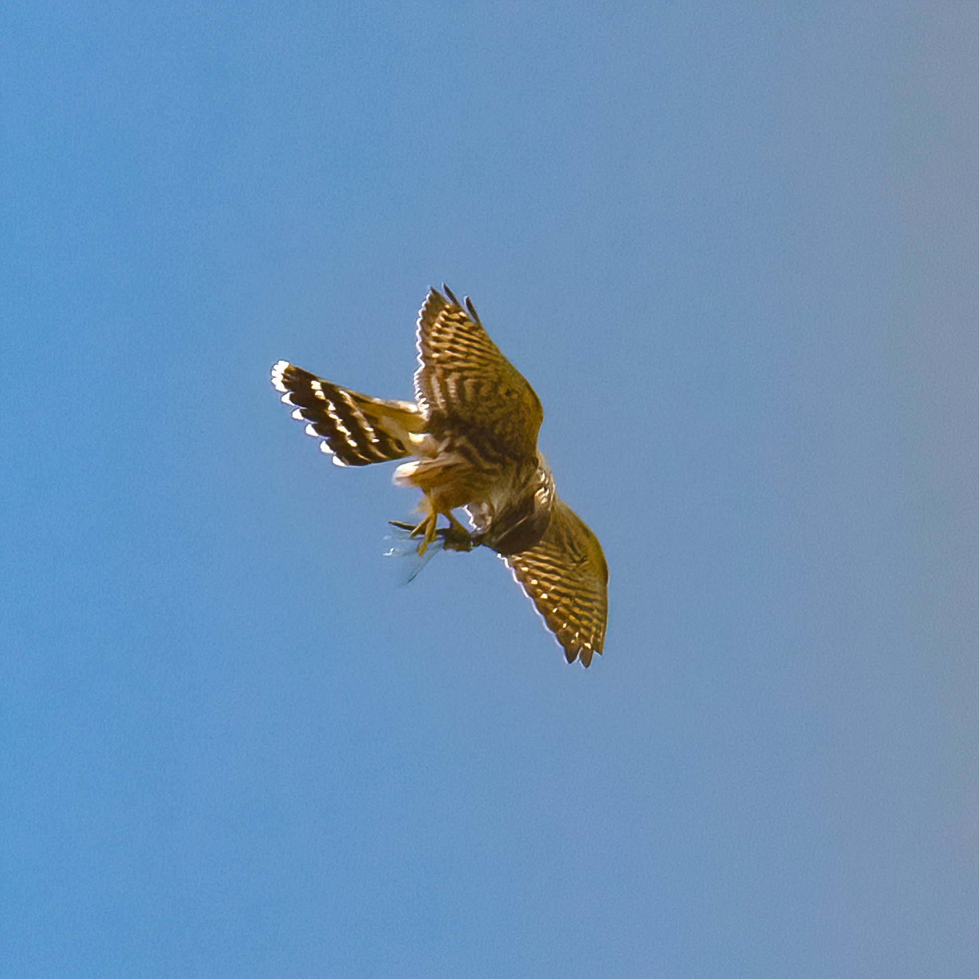 Merlin eating on the fly