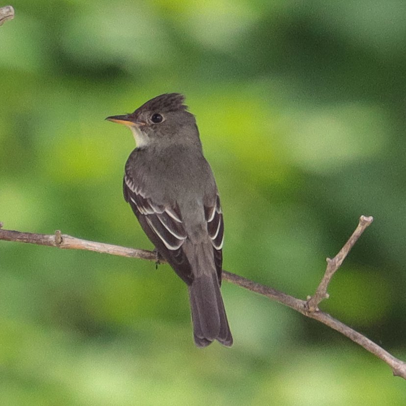 Eastern Wood Pewee