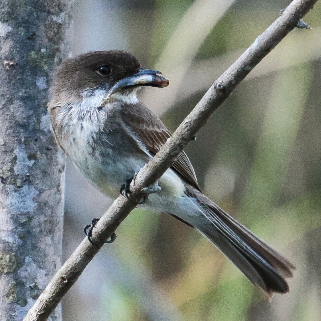 Eastern Phoebe with minnow