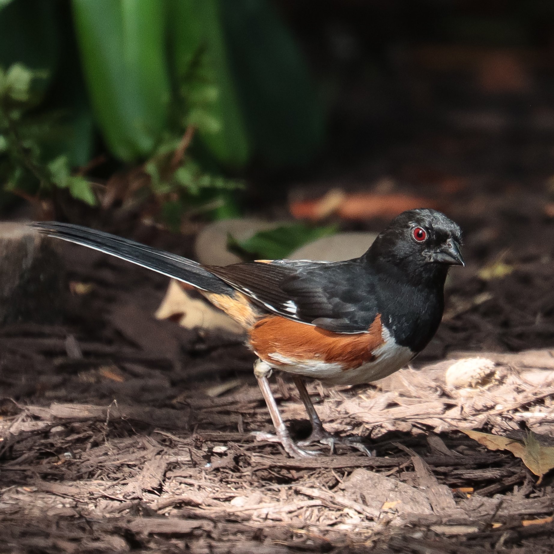 Eastern Towhee