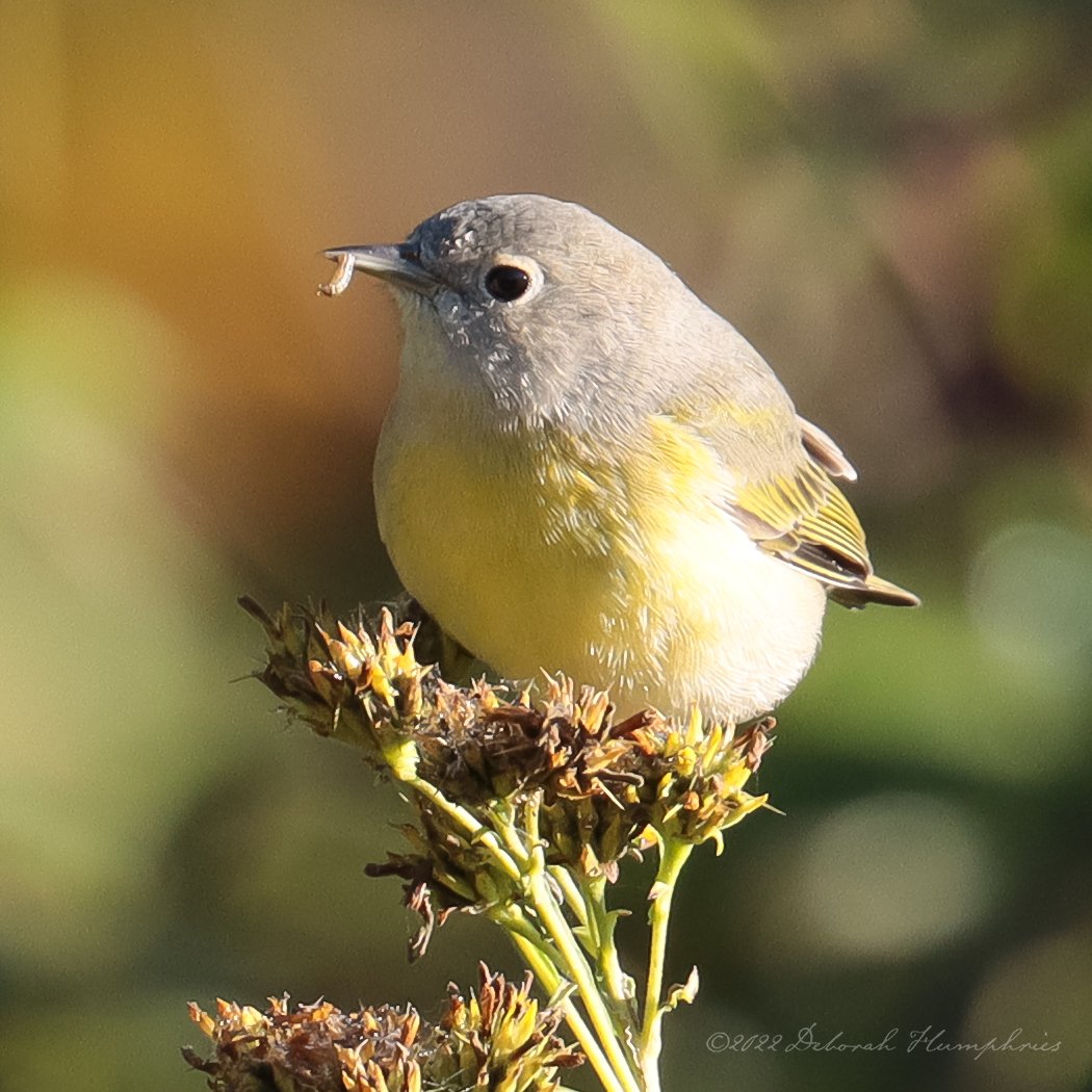 Nashville Warbler