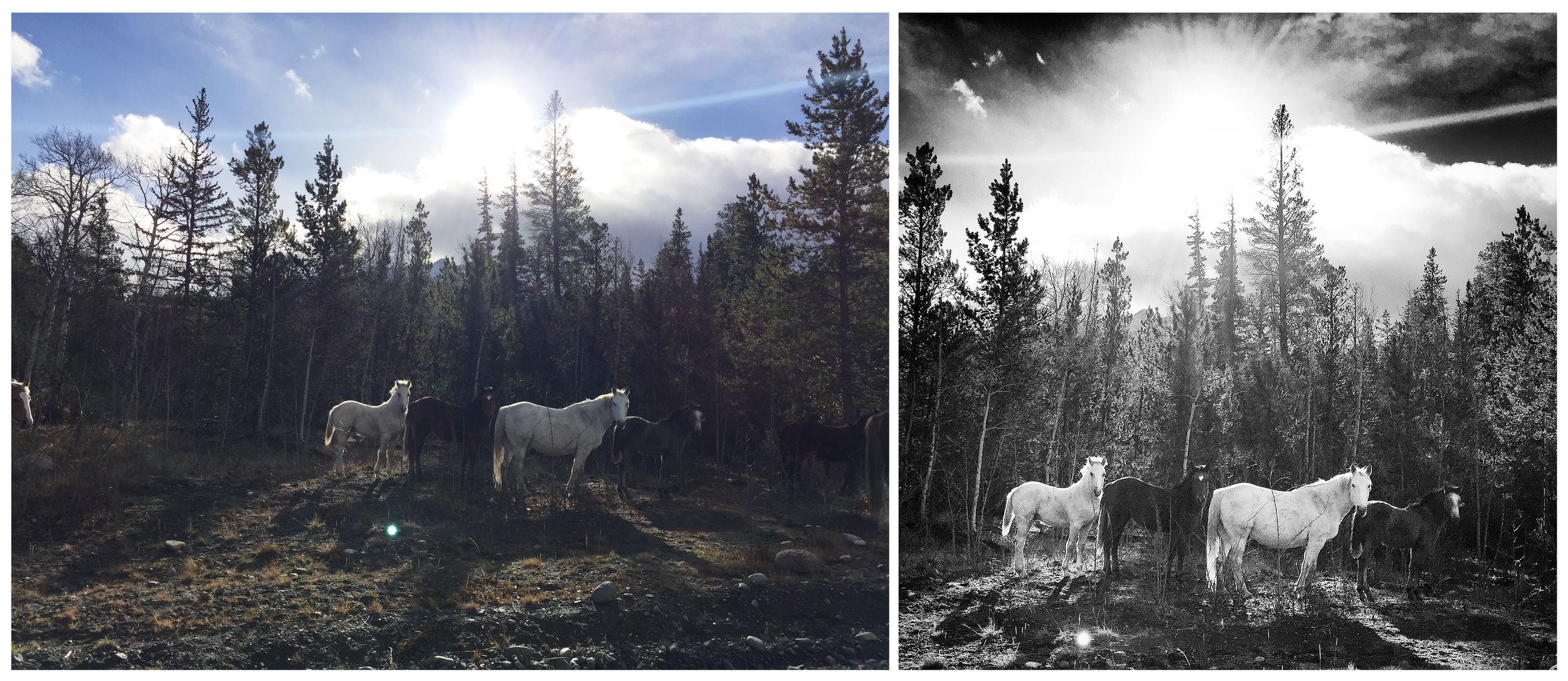 This photo of wild horses in the Nemiah Valley taken with an iPhone shows the photo before and after the photo was cropped and had Instagram filters applied. Follow John Lehmann on Instagram @JohnLehmann and the Globe and Mail @GlobeandMail