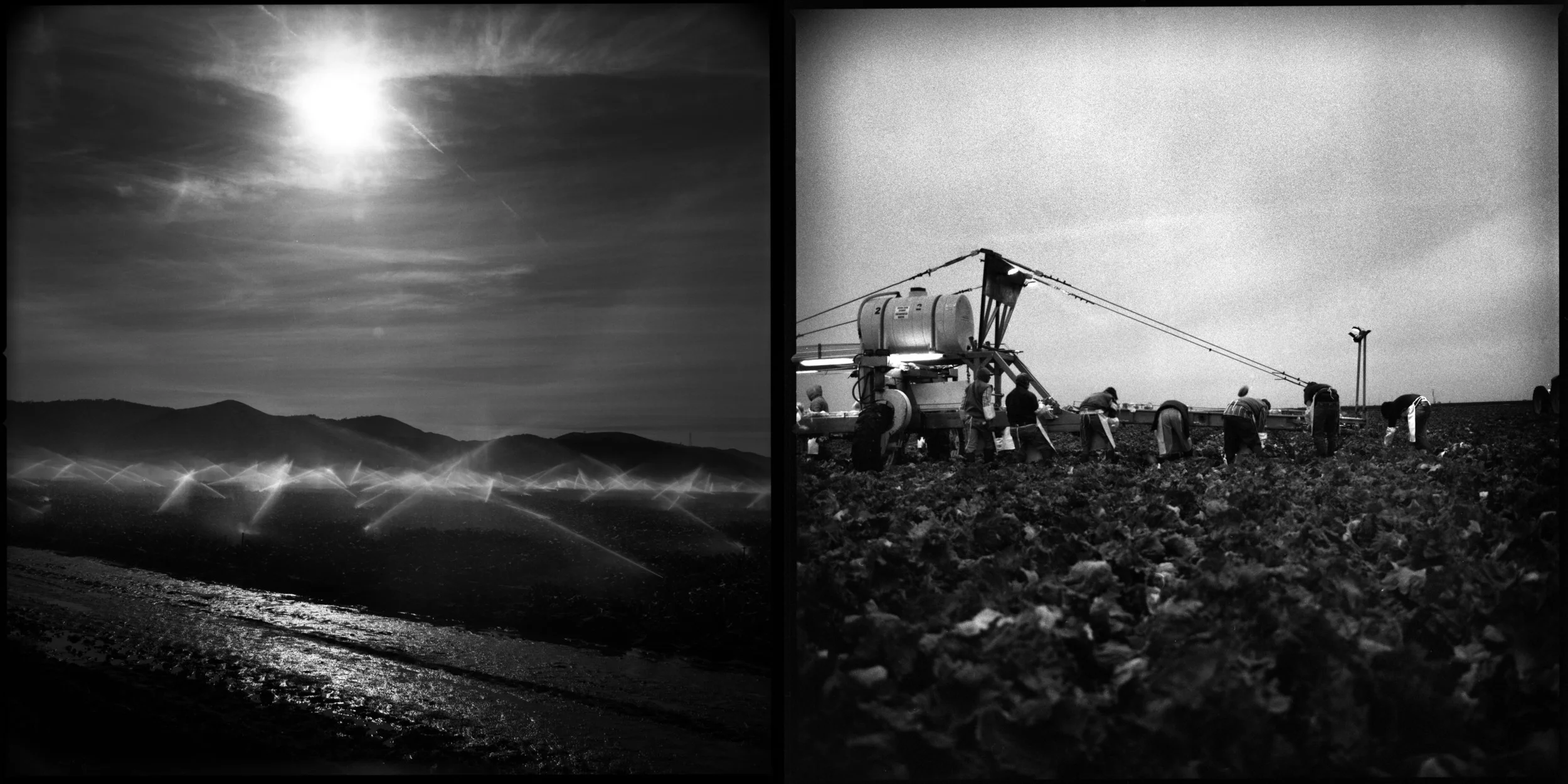  Fields of lettuce are watered as others are harvested Salinas, California April 4, 2015. Often referred to as America's salad blow California produces over half of the countries country�s fruits, vegetables and nuts. The agriculture industry is a he