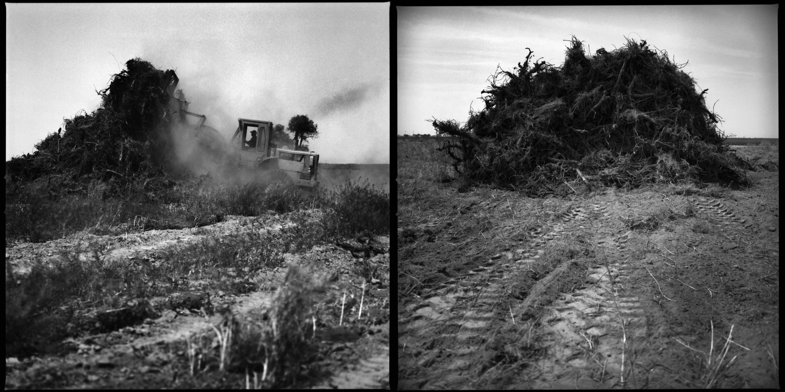  A front end loader chews through rows of dead grape vines in Fresno, California April 3, 2015. Matthew Efird a fifth generation farmer made the painful decision to rip up his grape vines to save water for the more valuable almond orchard. (John Lehm