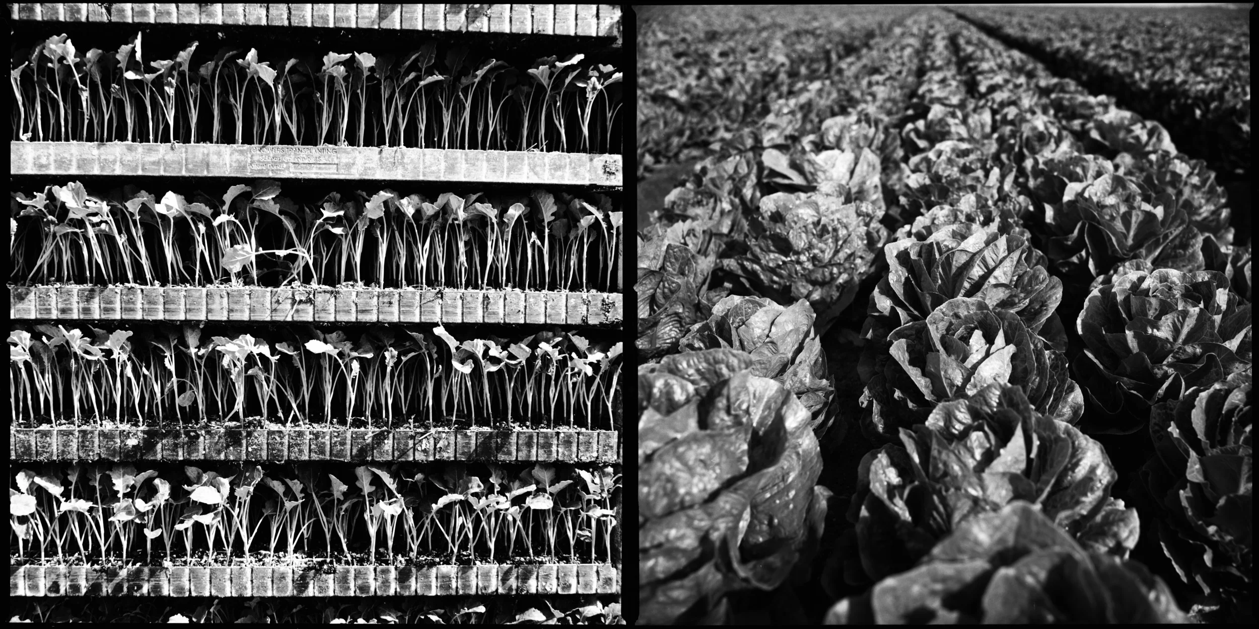  Broccoli seedings and a row of Romaine lettuce ready to be harvested in Salinas, California April 4, 2015. (John Lehmann/The Globe and Mail) 
