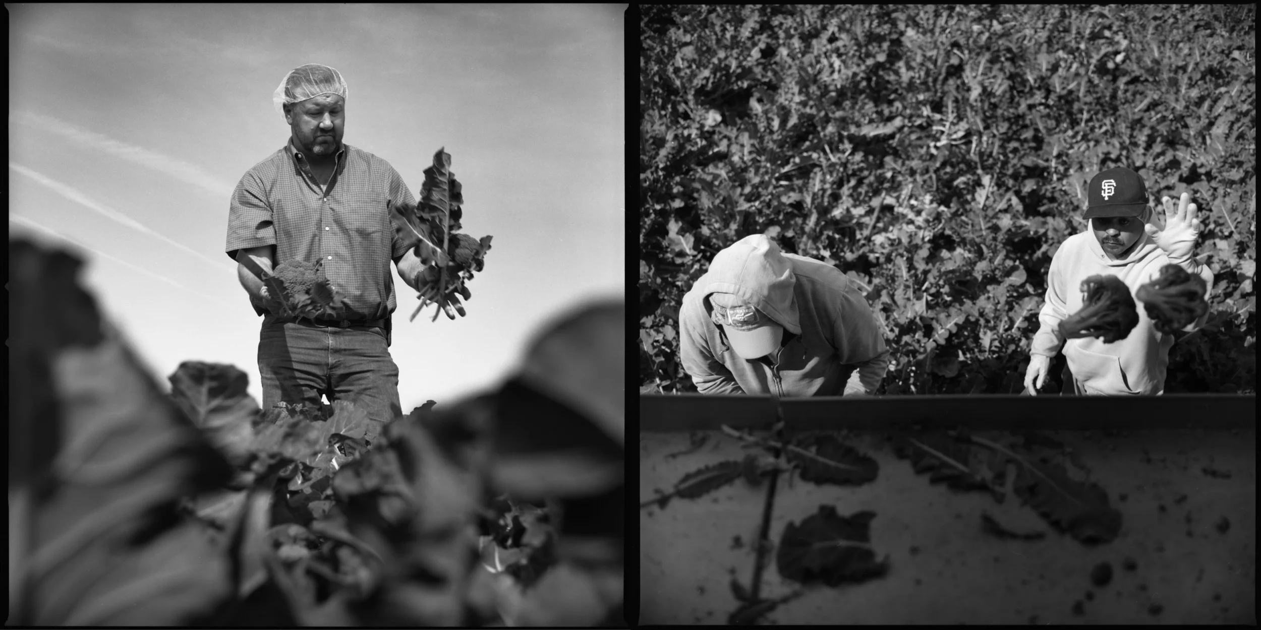  Dirk Giannini of Christensen and Giannini looks over a broccoli crop in Salinas, California April 4, 2015 "Our farming practices and crop rotations have not changed, but the farmers are trying to find ways to make the crop more efficient in its upta