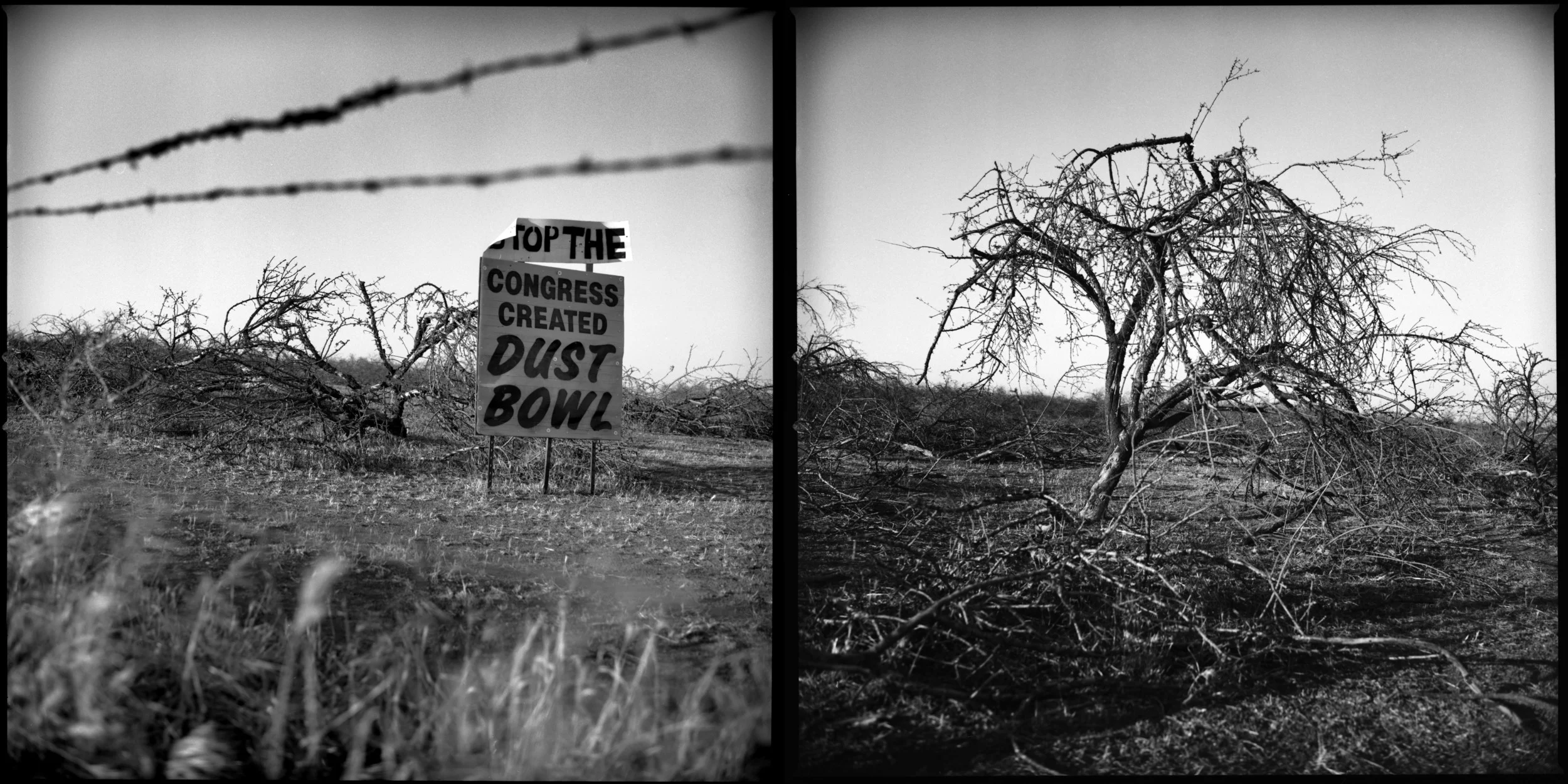  An angry farmer hurt by the recent drought has erected protest signs in his dead orchard near Fresno, California. The drought could cost billions in agriculture loses for the state which is the countries largest producer of fruit and vegetables. (Jo