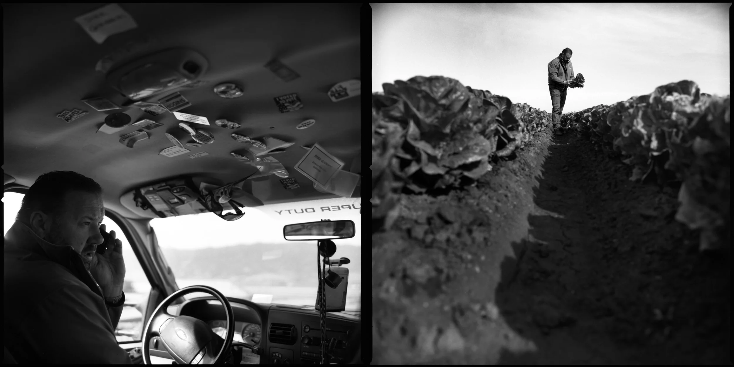  Dirk Giannini of Christensen and Giannini farms makes a call from his truck in Salinas, California April 4, 2015 before inspecting Romaine lettuce which is ready to be harvested. Dirk Giannini worries ash from a large, early and prolonged forest fir