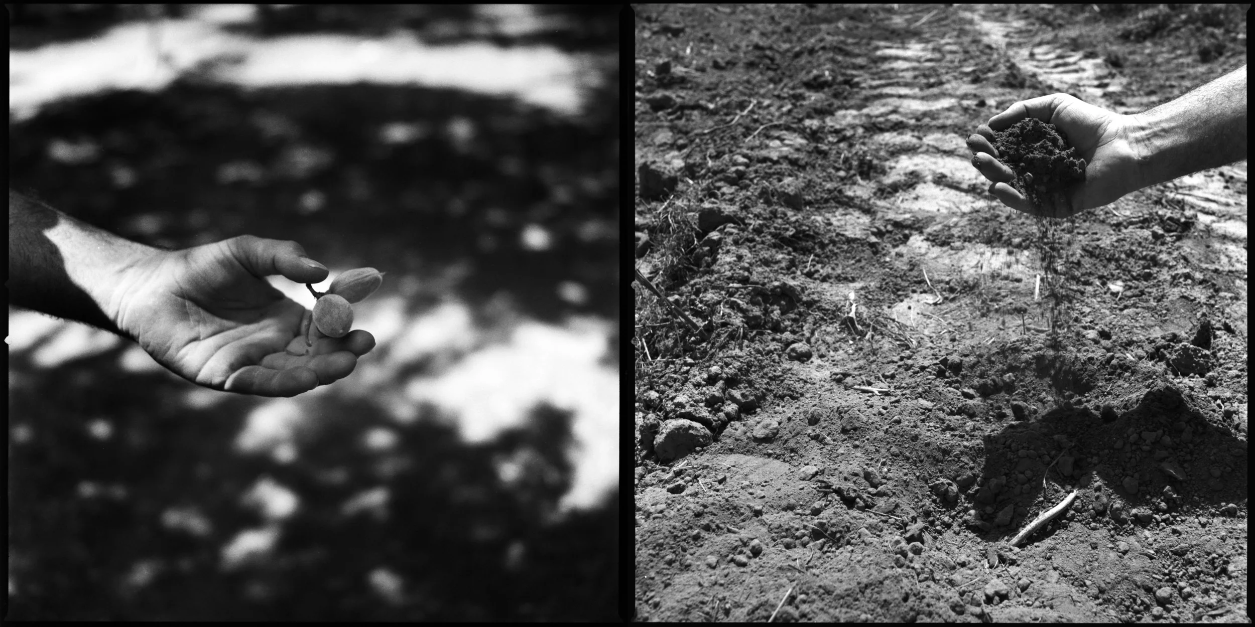  An almond plucked fresh from tree with it's husk still on and the dry ground where grape vines once grew pulled to save water for the almond tress in Fresno, California April 3, 2015. California is responsible for all most all almond supply in the U