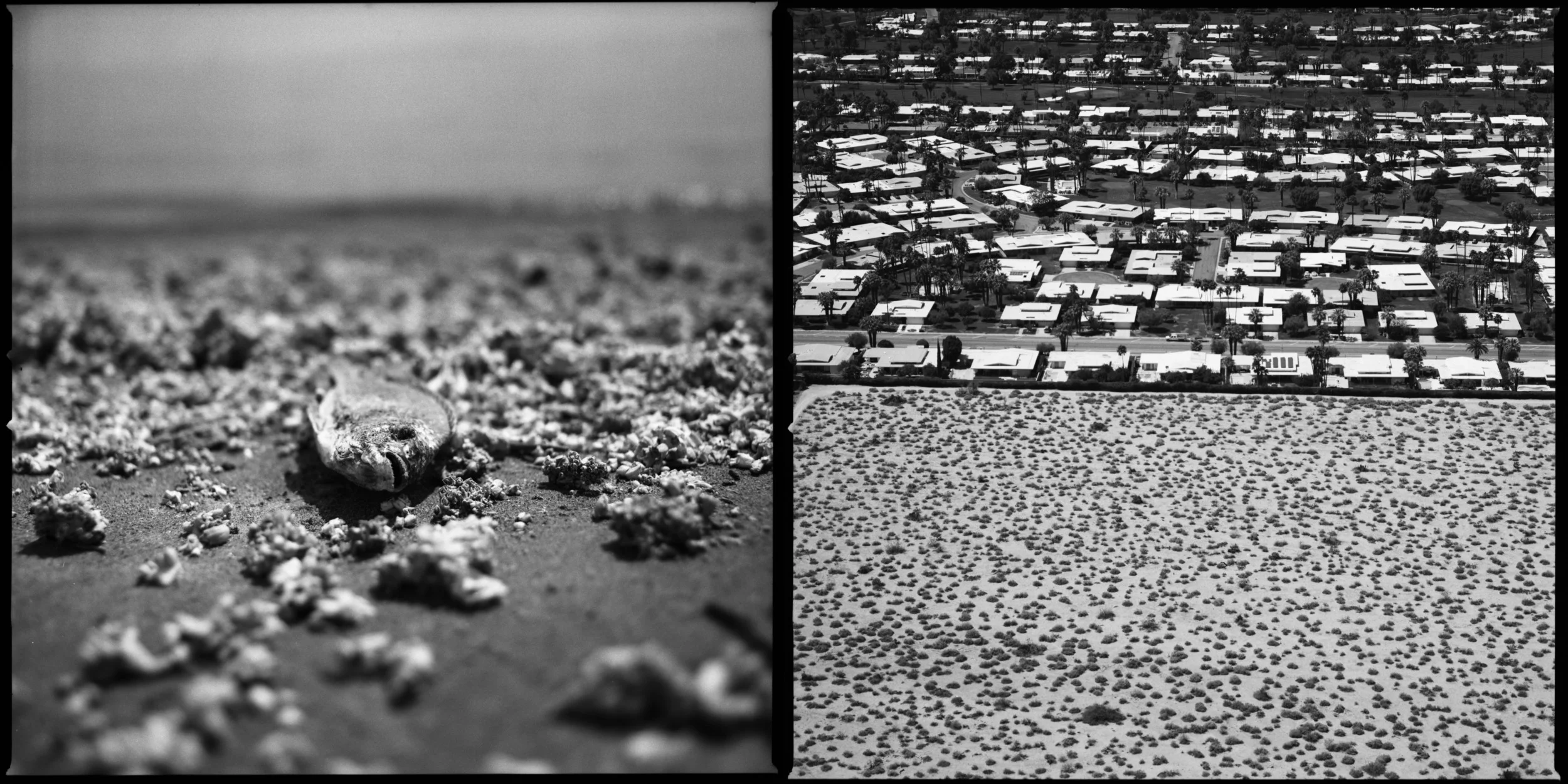  A fish lies dead on the beach of the Salton Sea in Southern California April 8, 2015. The Salton Sea was accidentally created by engineers in 1905 building irrigation canals for farming. The sea is slowly dying as the water evaporates and its main s