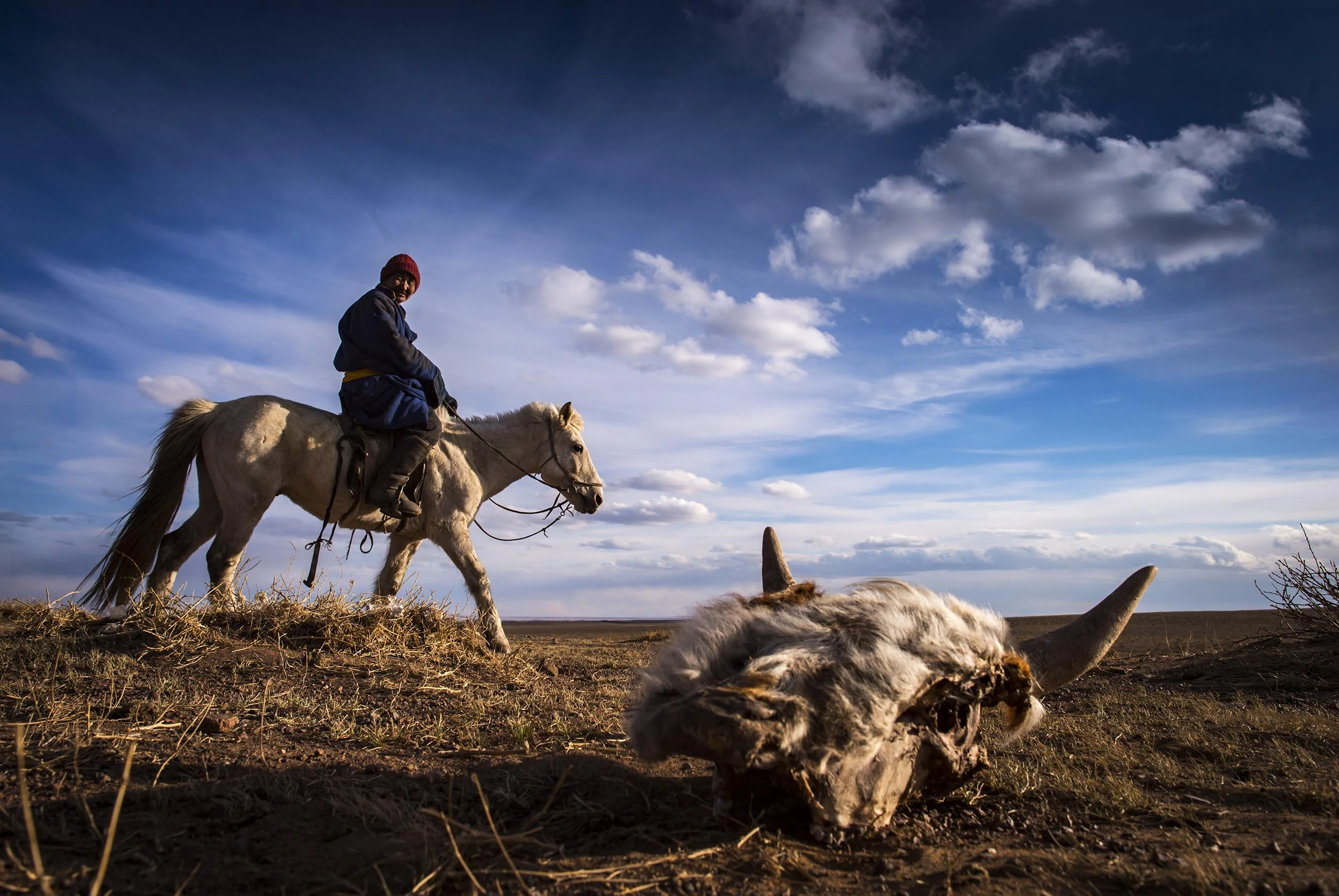  Gantumur, a 51-year-old Mongolian herder, rides past a dead cow near Adaatsag, Mongolia April 16, 2016. Gantumur has already lost 60 of his 100 goats and sheep, after a fierce winter that has taken a grim toll on the Mongolian steppe. (John Lehmann/